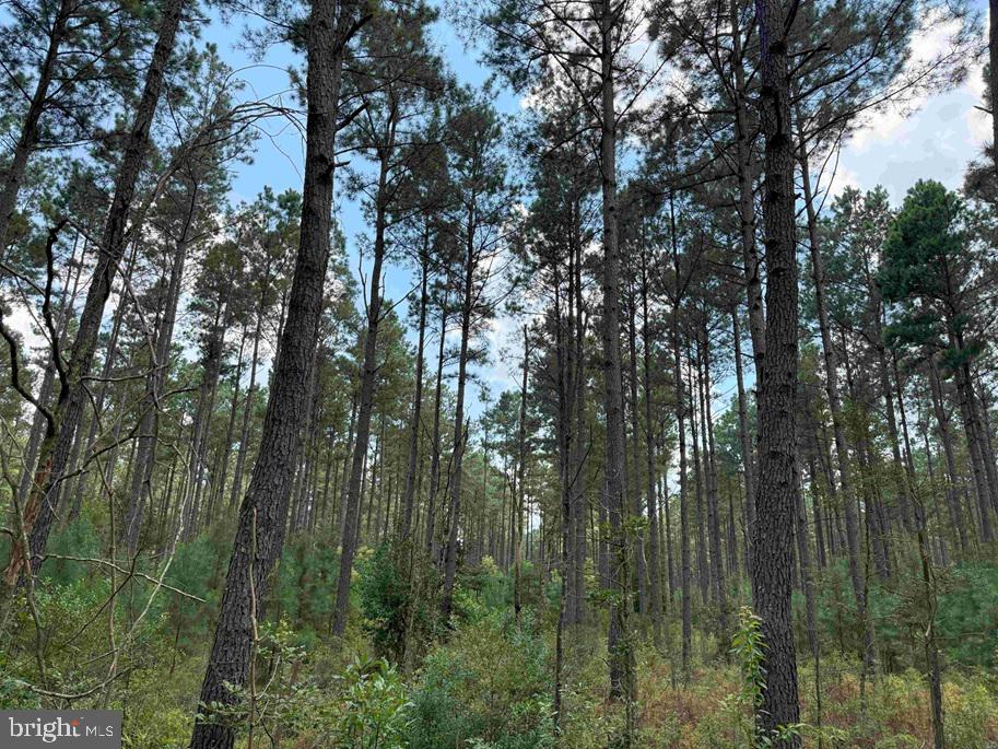 N LIBERTY SPRING RD (TRACT: CHES. BLOCK 4-61-119), SUFFOLK, Virginia 23432, ,Farm,For Sale,N LIBERTY SPRING RD (TRACT: CHES. BLOCK 4-61-119),VASF2000056 MLS # VASF2000056