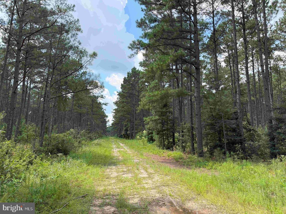 N LIBERTY SPRING RD (TRACT: CHES. BLOCK 4-61-119), SUFFOLK, Virginia 23432, ,Farm,For Sale,N LIBERTY SPRING RD (TRACT: CHES. BLOCK 4-61-119),VASF2000056 MLS # VASF2000056