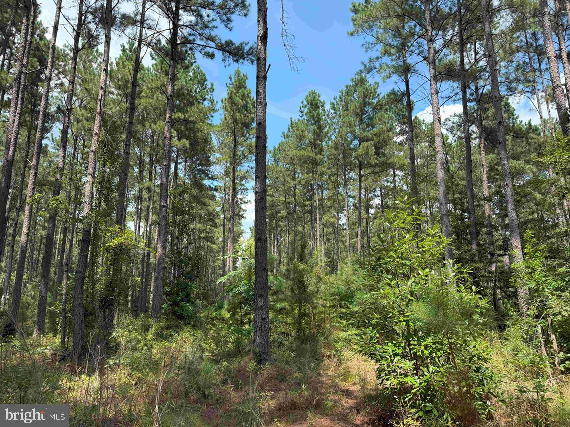 N LIBERTY SPRING RD (TRACT: CHES. BLOCK 4-61-119), SUFFOLK, Virginia 23432, ,Farm,For Sale,N LIBERTY SPRING RD (TRACT: CHES. BLOCK 4-61-119),VASF2000056 MLS # VASF2000056