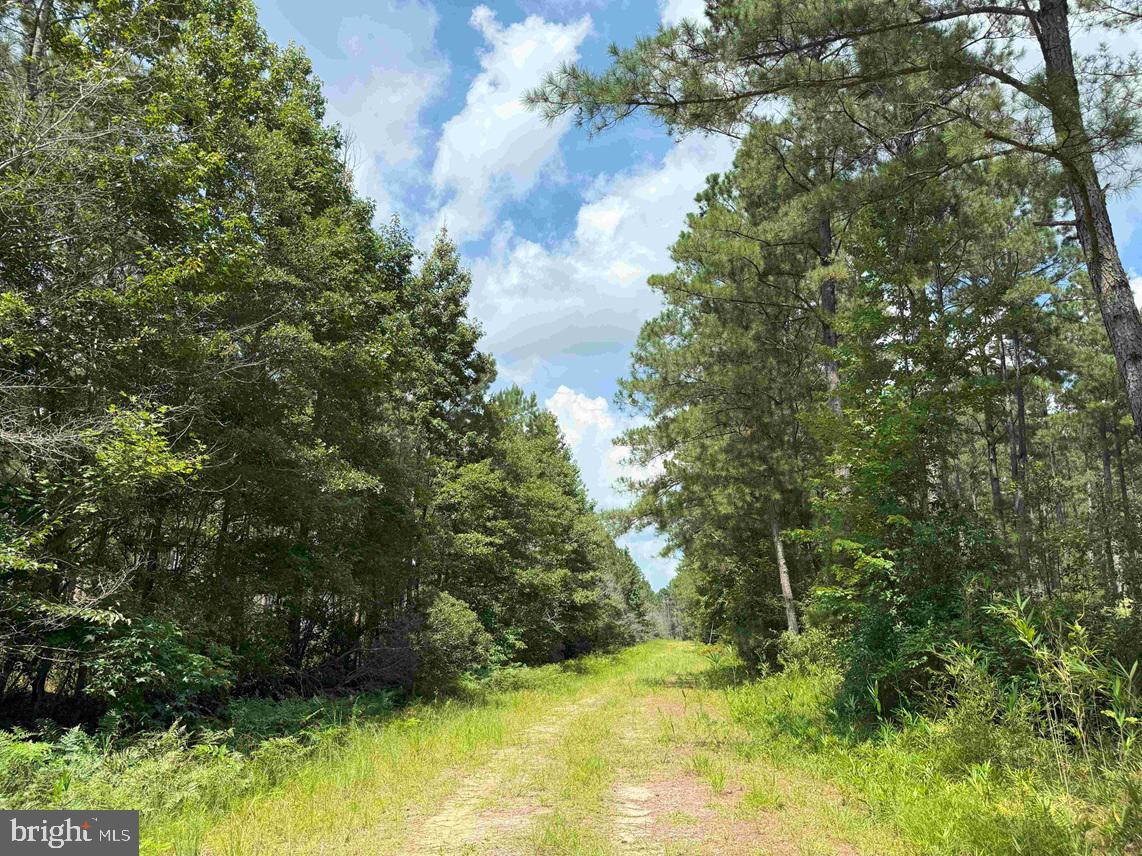 N LIBERTY SPRING RD (TRACT: CHES. BLOCK 4-61-119), SUFFOLK, Virginia 23432, ,Farm,For Sale,N LIBERTY SPRING RD (TRACT: CHES. BLOCK 4-61-119),VASF2000056 MLS # VASF2000056