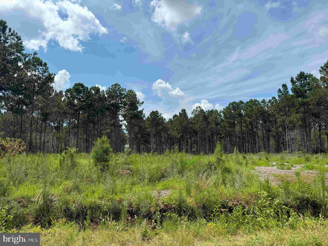 N LIBERTY SPRING RD (TRACT: CHES. BLOCK 4-61-119), SUFFOLK, Virginia 23432, ,Farm,For Sale,N LIBERTY SPRING RD (TRACT: CHES. BLOCK 4-61-119),VASF2000056 MLS # VASF2000056