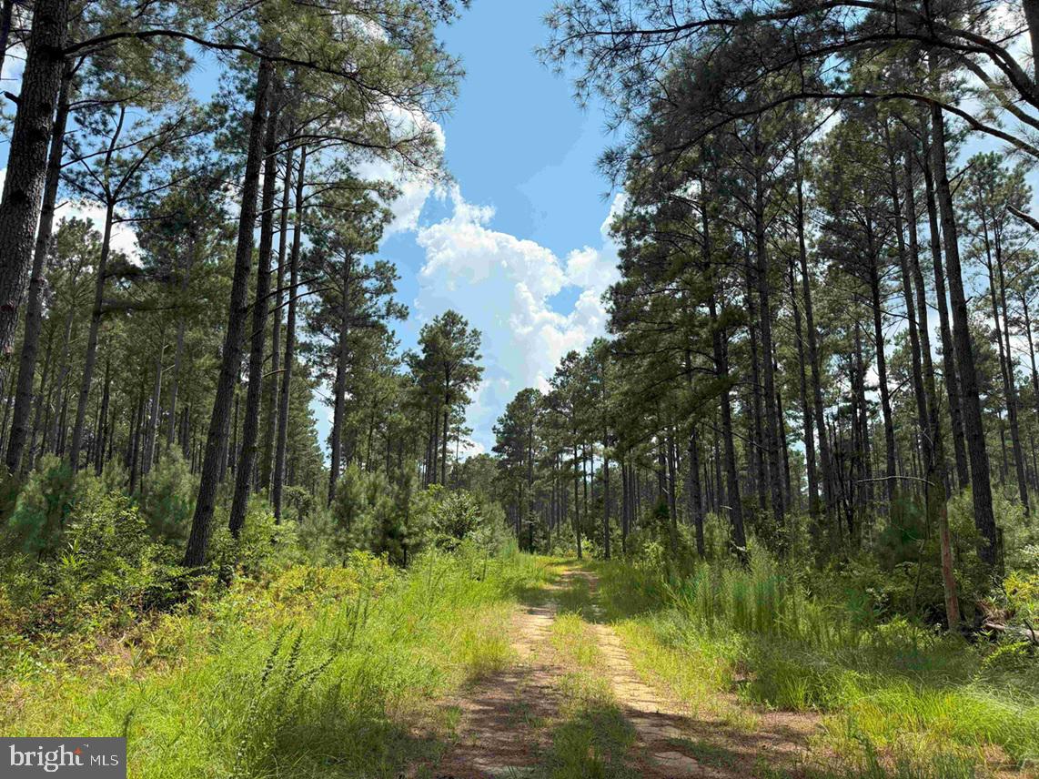 N LIBERTY SPRING RD (TRACT: CHES. BLOCK 4-61-119), SUFFOLK, Virginia 23432, ,Farm,For Sale,N LIBERTY SPRING RD (TRACT: CHES. BLOCK 4-61-119),VASF2000056 MLS # VASF2000056