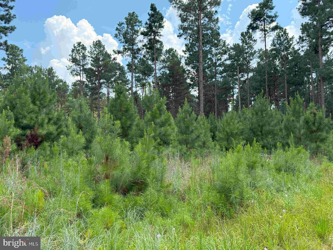 N LIBERTY SPRING RD (TRACT: CHES. BLOCK 4-61-119), SUFFOLK, Virginia 23432, ,Farm,For Sale,N LIBERTY SPRING RD (TRACT: CHES. BLOCK 4-61-119),VASF2000056 MLS # VASF2000056