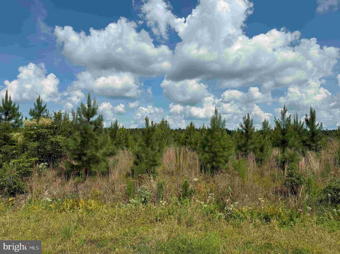 N LIBERTY SPRING RD (TRACT: CHES. BLOCK 4-61-119), SUFFOLK, Virginia 23432, ,Farm,For Sale,N LIBERTY SPRING RD (TRACT: CHES. BLOCK 4-61-119),VASF2000056 MLS # VASF2000056