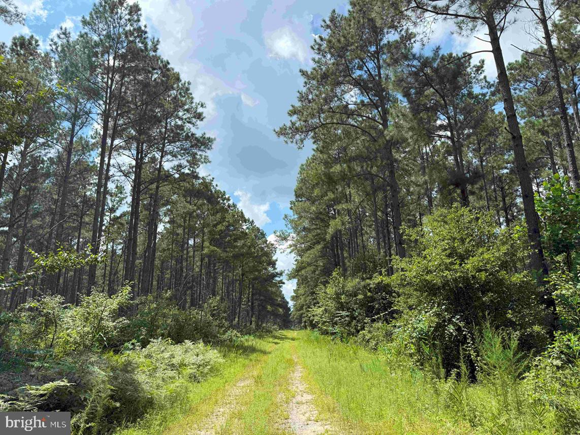 N LIBERTY SPRING RD (TRACT: CHES. BLOCK 4-61-119), SUFFOLK, Virginia 23432, ,Farm,For Sale,N LIBERTY SPRING RD (TRACT: CHES. BLOCK 4-61-119),VASF2000056 MLS # VASF2000056