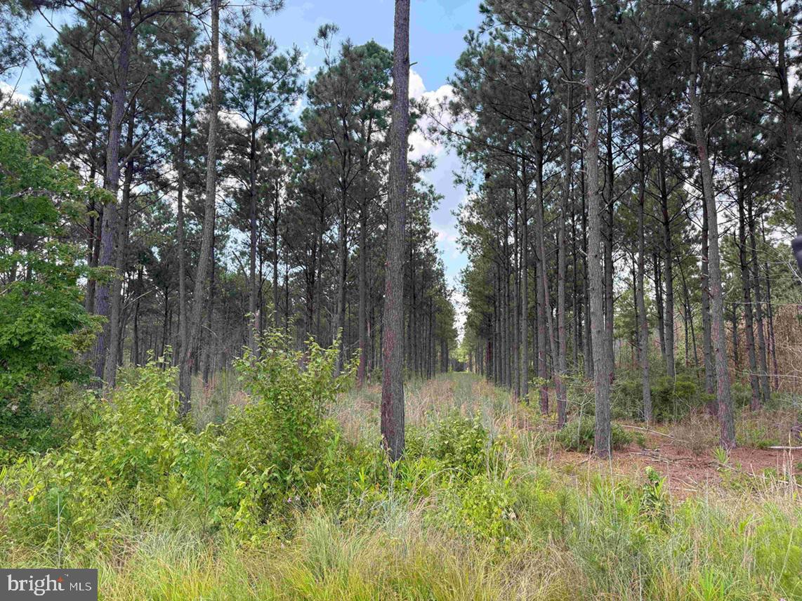 N LIBERTY SPRING RD (TRACT: CHES. BLOCK 4-61-119), SUFFOLK, Virginia 23432, ,Farm,For Sale,N LIBERTY SPRING RD (TRACT: CHES. BLOCK 4-61-119),VASF2000056 MLS # VASF2000056