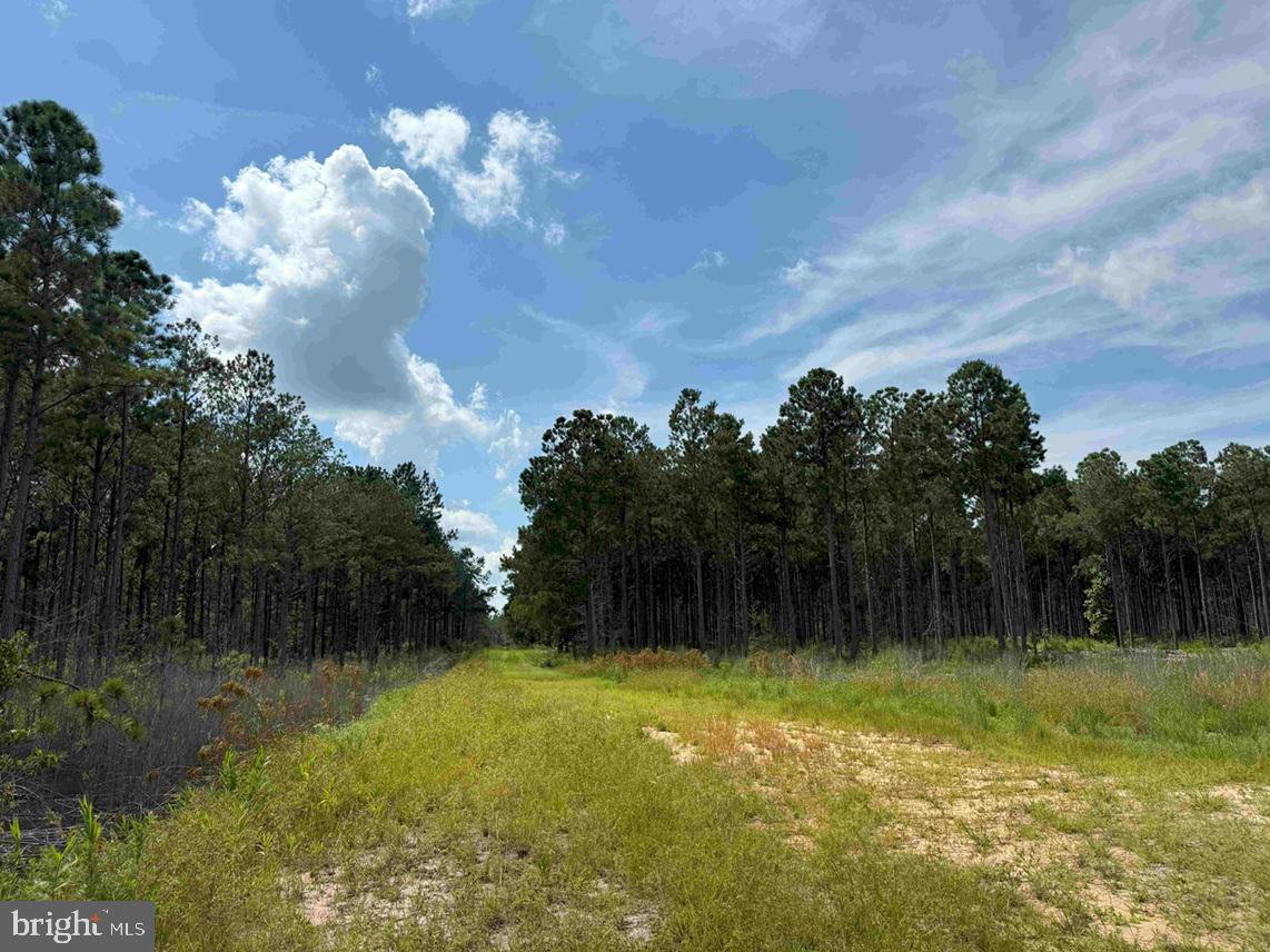 N LIBERTY SPRING RD (TRACT: CHES. BLOCK 4-61-119), SUFFOLK, Virginia 23432, ,Farm,For Sale,N LIBERTY SPRING RD (TRACT: CHES. BLOCK 4-61-119),VASF2000056 MLS # VASF2000056