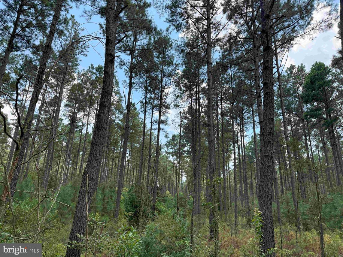 N LIBERTY SPRING RD (TRACT: CHES. BLOCK 4-61-119), SUFFOLK, Virginia 23432, ,Farm,For Sale,N LIBERTY SPRING RD (TRACT: CHES. BLOCK 4-61-119),VASF2000056 MLS # VASF2000056