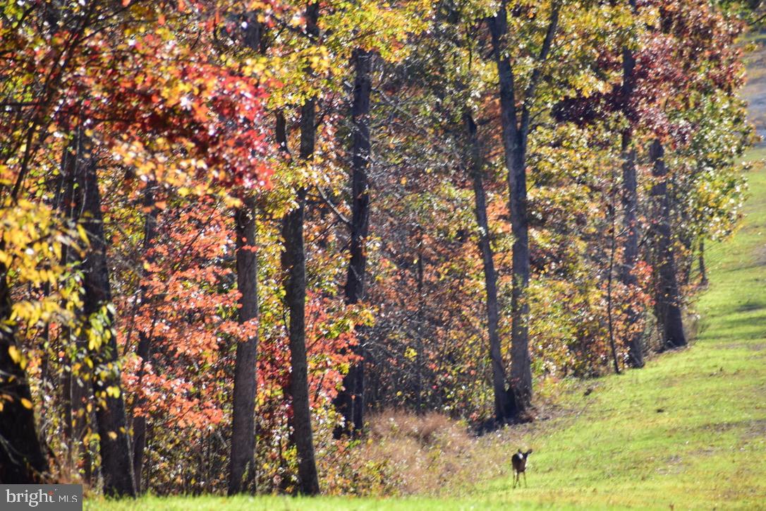 152.44 ACRES LOT 2 LAUREL GROVE RD, WINCHESTER, Virginia 22602, ,Farm,For Sale,152.44 ACRES LOT 2 LAUREL GROVE RD,VAFV2038448 MLS # VAFV2038448