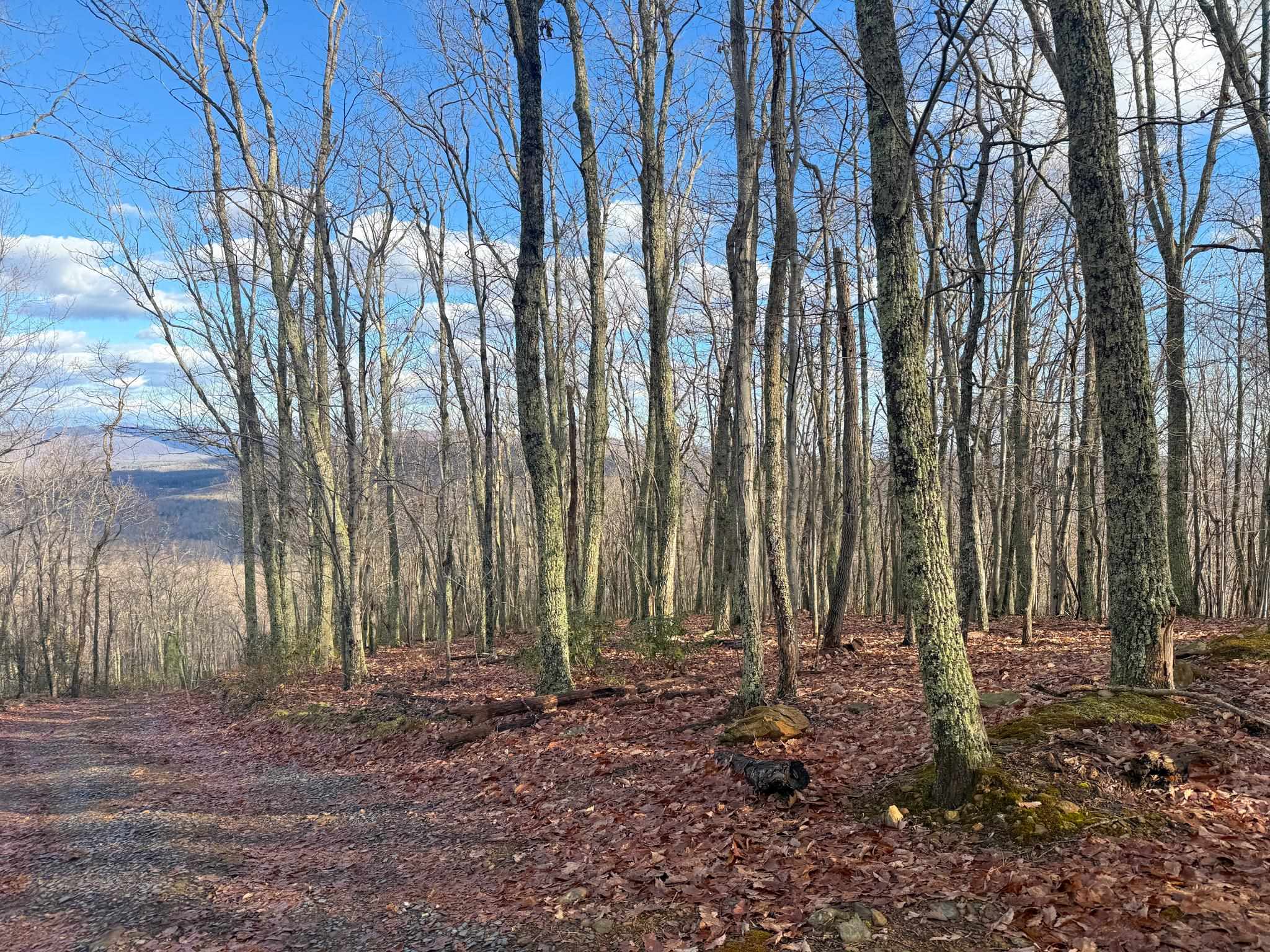 TBD JOHNSON HOLLOW, SCHUYLER, Virginia 22969, ,Farm,14,TBD JOHNSON HOLLOW,672003 MLS # 672003