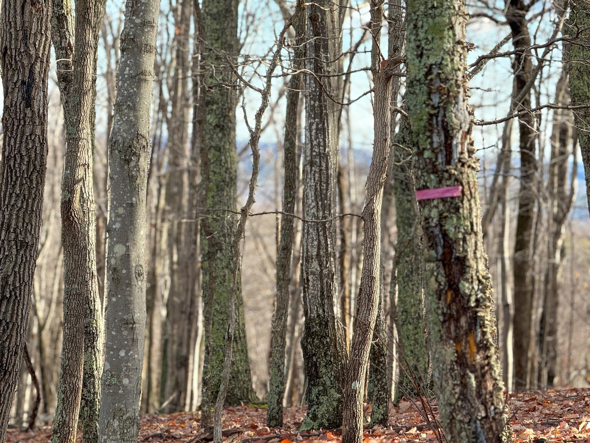 TBD JOHNSON HOLLOW, SCHUYLER, Virginia 22969, ,Farm,14,TBD JOHNSON HOLLOW,672003 MLS # 672003