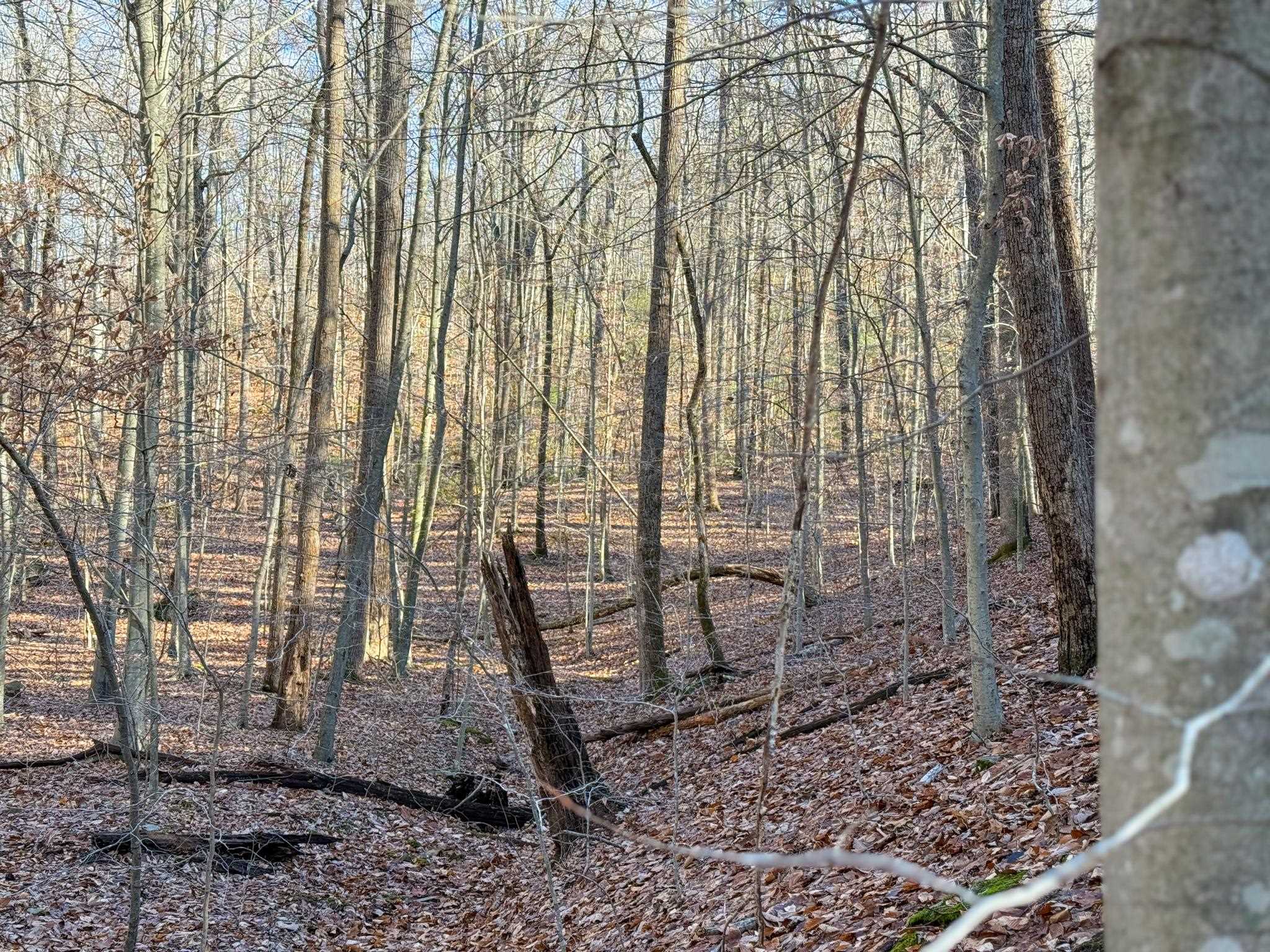 TBD JOHNSON HOLLOW, SCHUYLER, Virginia 22969, ,Farm,14,TBD JOHNSON HOLLOW,672003 MLS # 672003