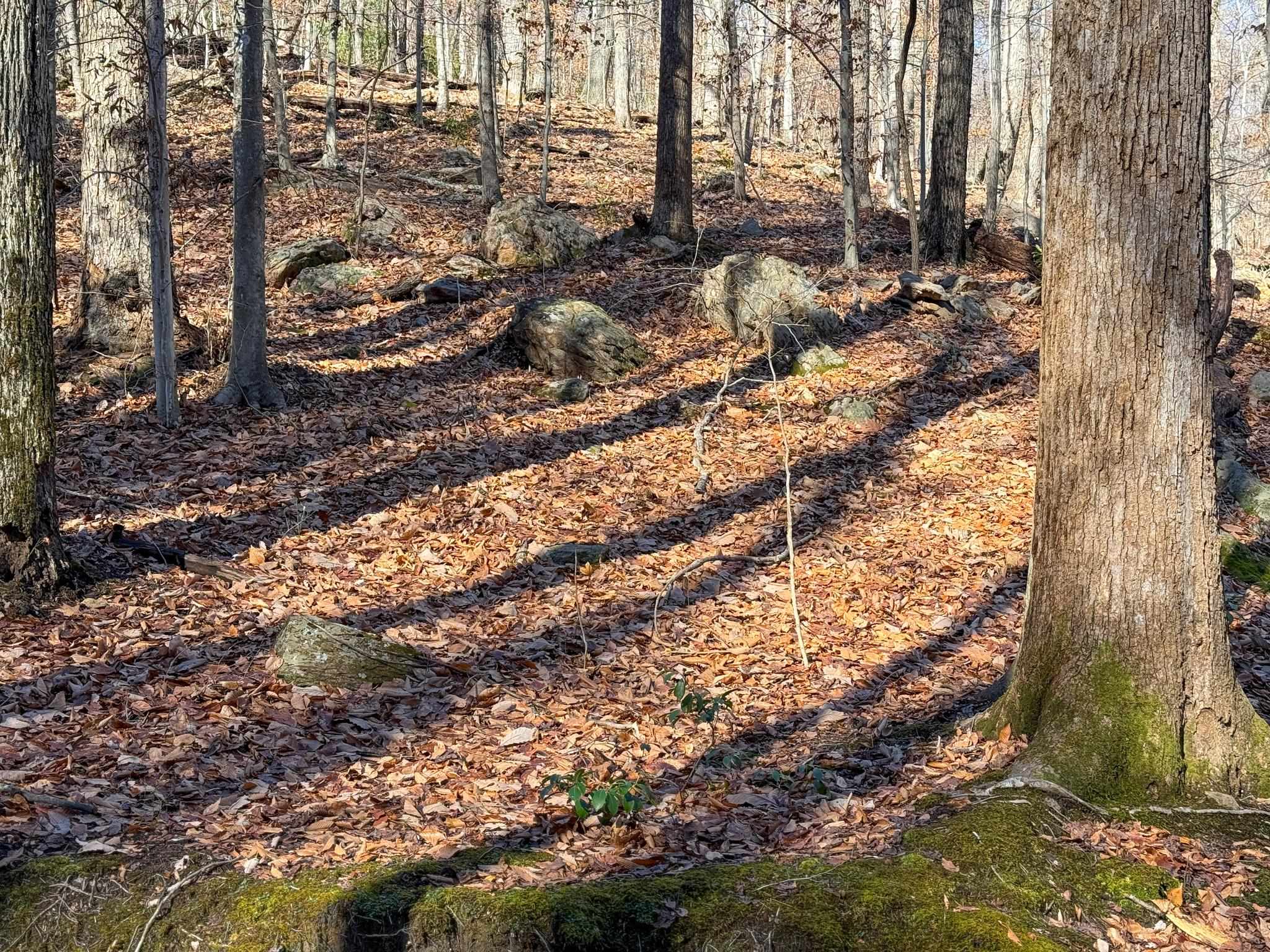 TBD JOHNSON HOLLOW, SCHUYLER, Virginia 22969, ,Farm,14,TBD JOHNSON HOLLOW,672003 MLS # 672003