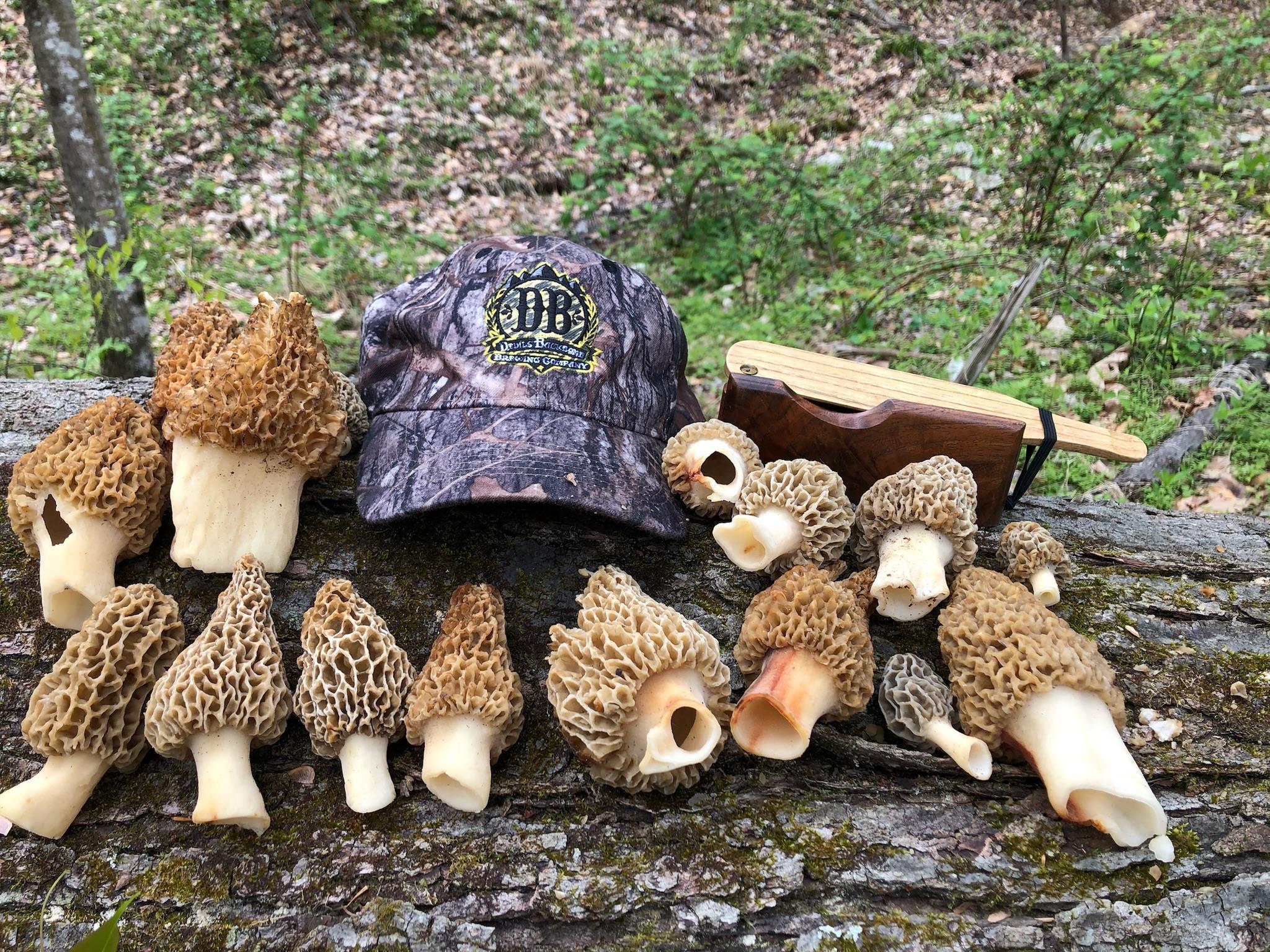 TBD JOHNSON HOLLOW, SCHUYLER, Virginia 22969, ,Farm,14,TBD JOHNSON HOLLOW,672003 MLS # 672003