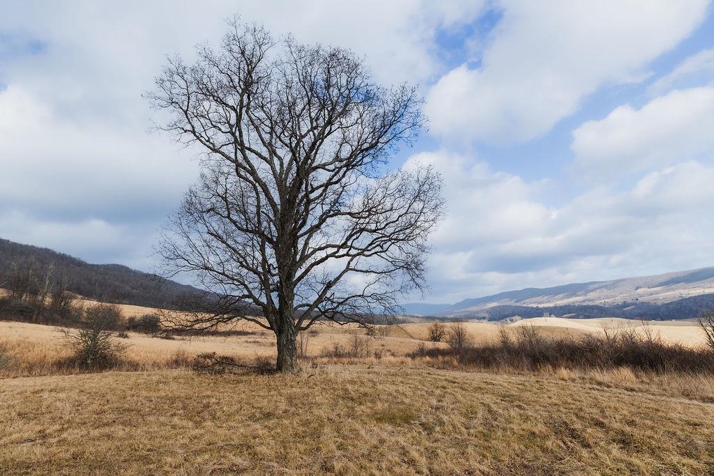 tbd BLUE GRASS VALLEY RD, MONTEREY, Virginia 24465, ,Farm,14,tbd BLUE GRASS VALLEY RD,672390 MLS # 672390