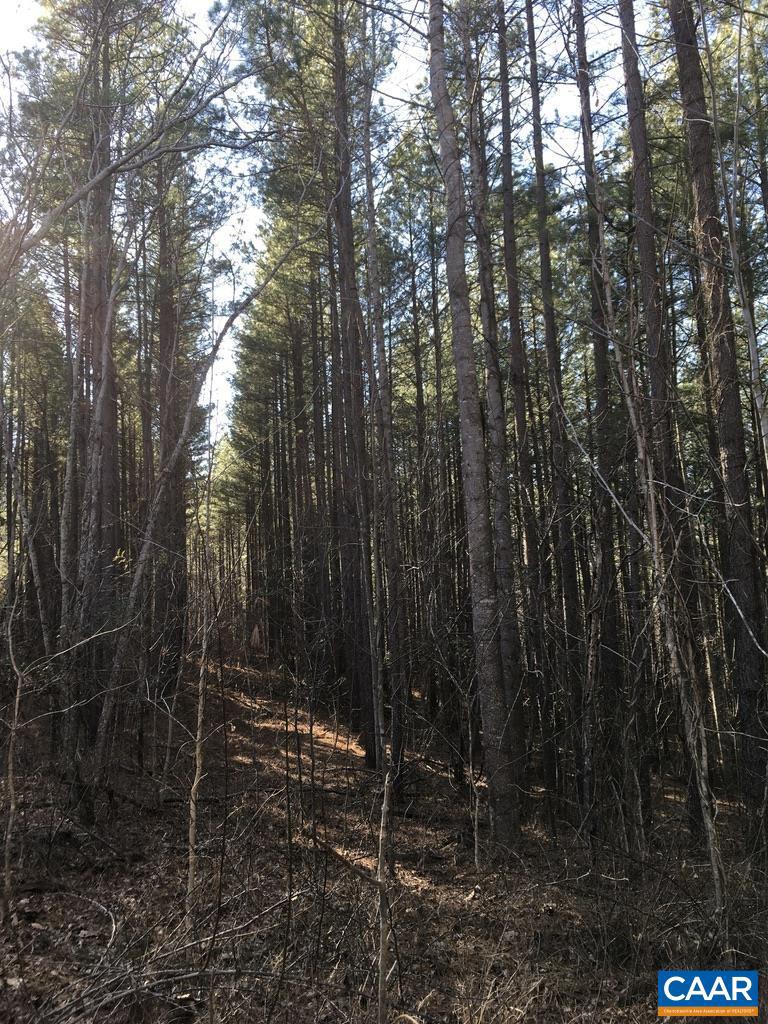 0 BATESVILLE RD, AFTON, Virginia 22920, ,Farm,For Sale,0 BATESVILLE RD,672412 MLS # 672412 0 BATESVILLE RD, AFTON, Virginia 22920, ,Farm,For Sale,0 BATESVILLE RD,672412 MLS # 672412