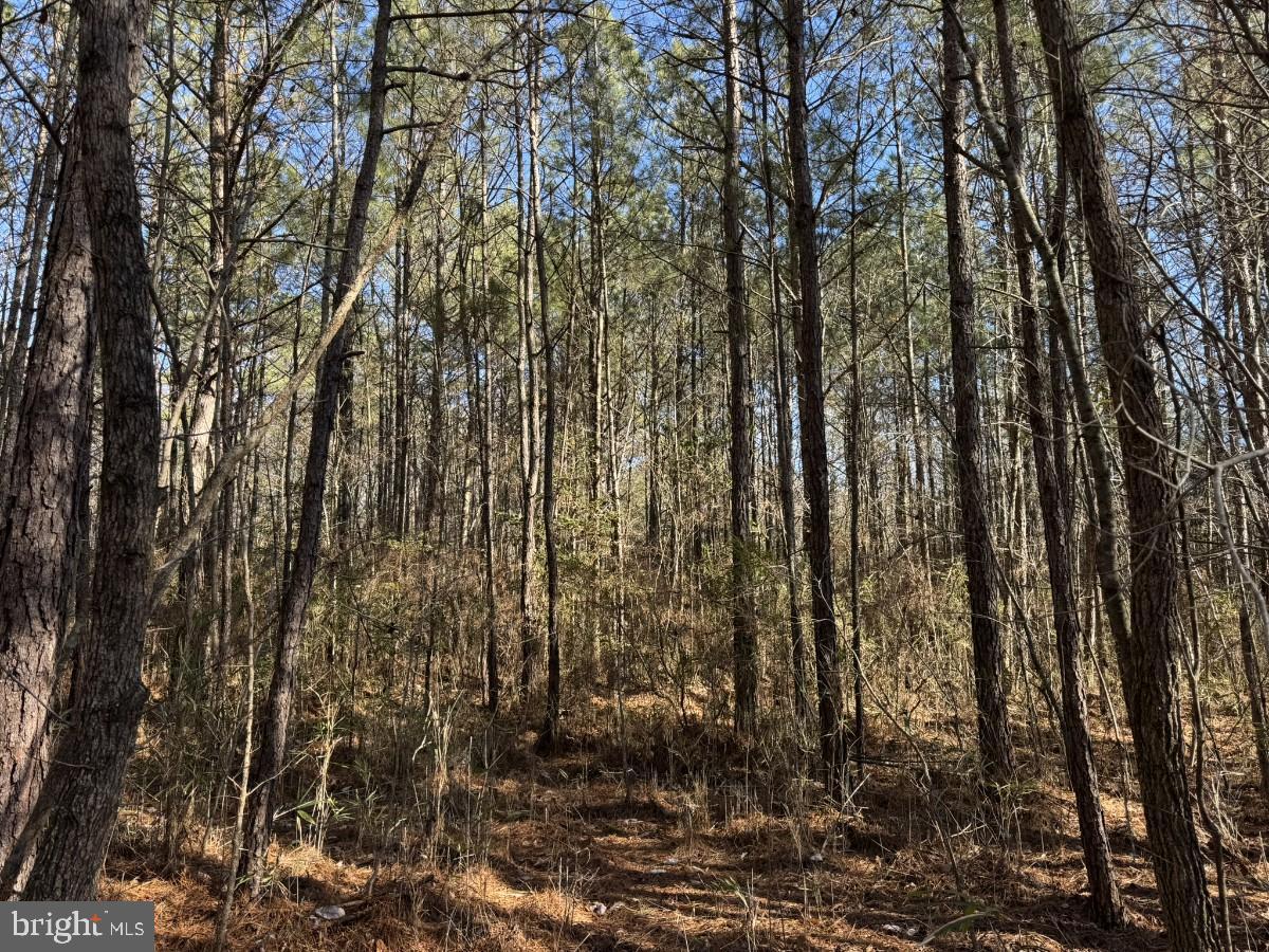 0 BURWELLS BAY RD, SMITHFIELD, Virginia 23430, ,Farm,For Sale,0 BURWELLS BAY RD,VAIW2000062 MLS # VAIW2000062