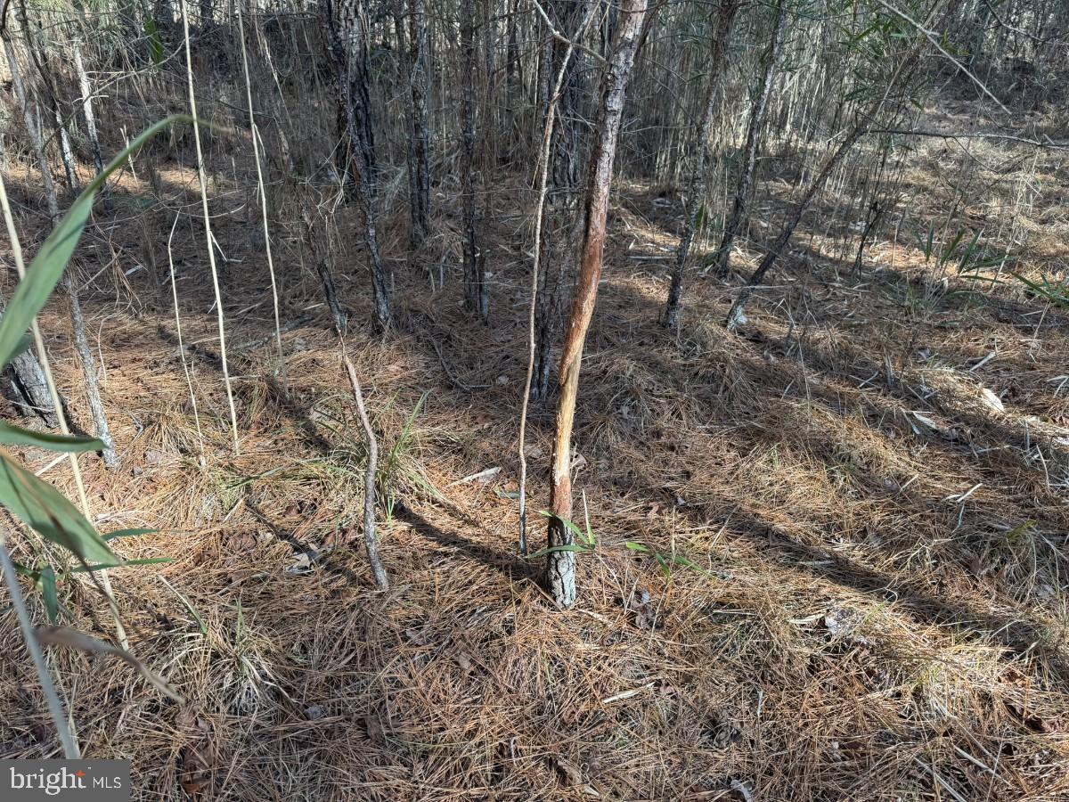 0 BURWELLS BAY RD, SMITHFIELD, Virginia 23430, ,Farm,For Sale,0 BURWELLS BAY RD,VAIW2000062 MLS # VAIW2000062