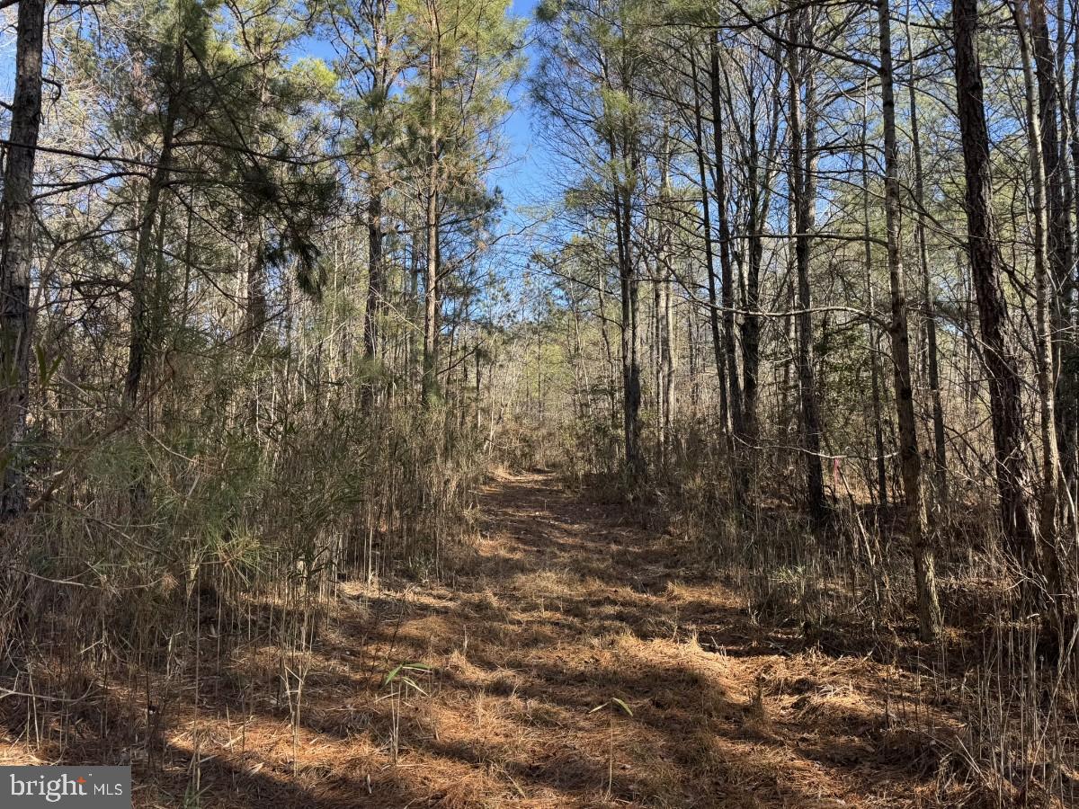 0 BURWELLS BAY RD, SMITHFIELD, Virginia 23430, ,Farm,For Sale,0 BURWELLS BAY RD,VAIW2000062 MLS # VAIW2000062