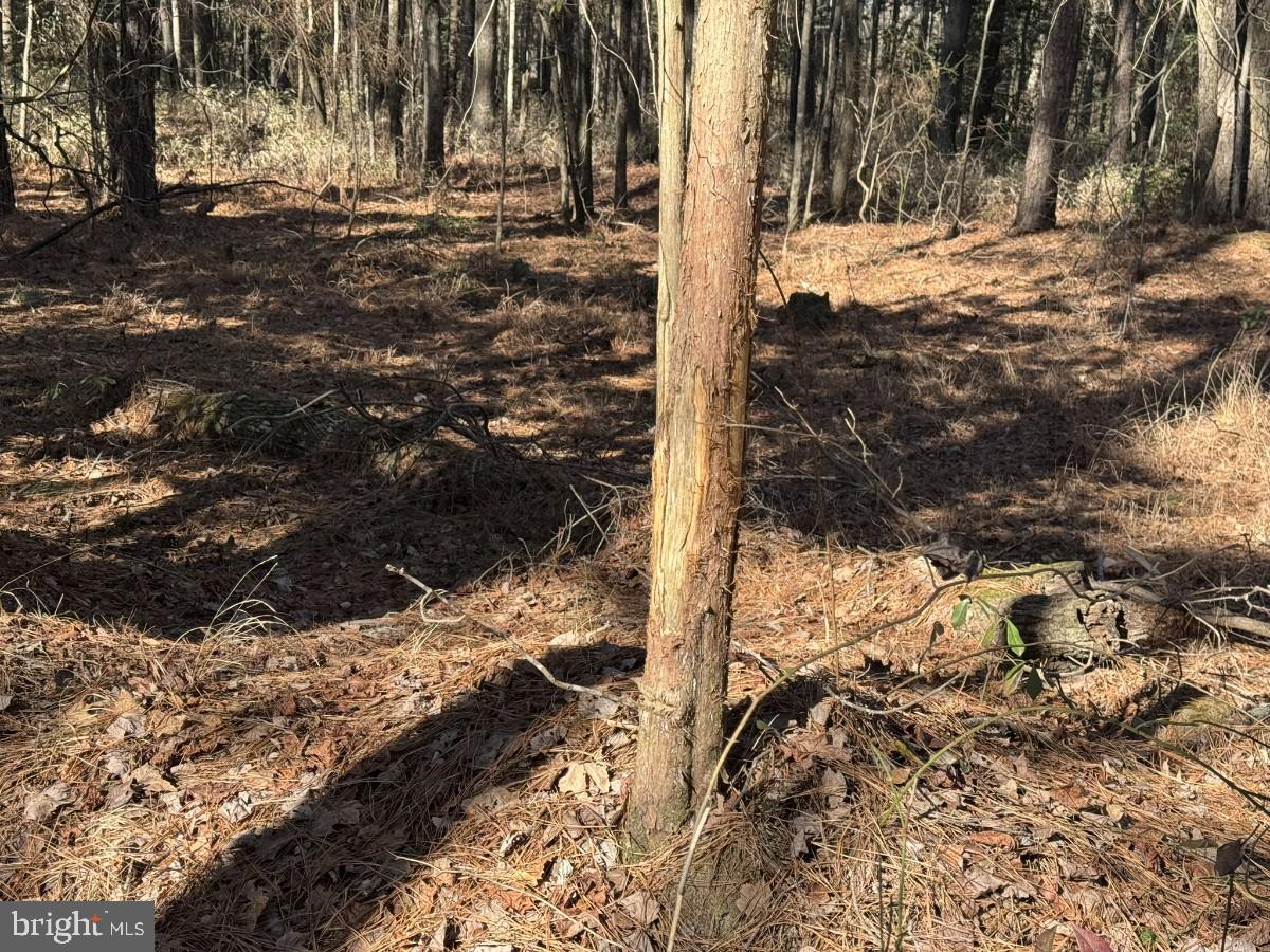 0 BURWELLS BAY RD, SMITHFIELD, Virginia 23430, ,Farm,For Sale,0 BURWELLS BAY RD,VAIW2000062 MLS # VAIW2000062