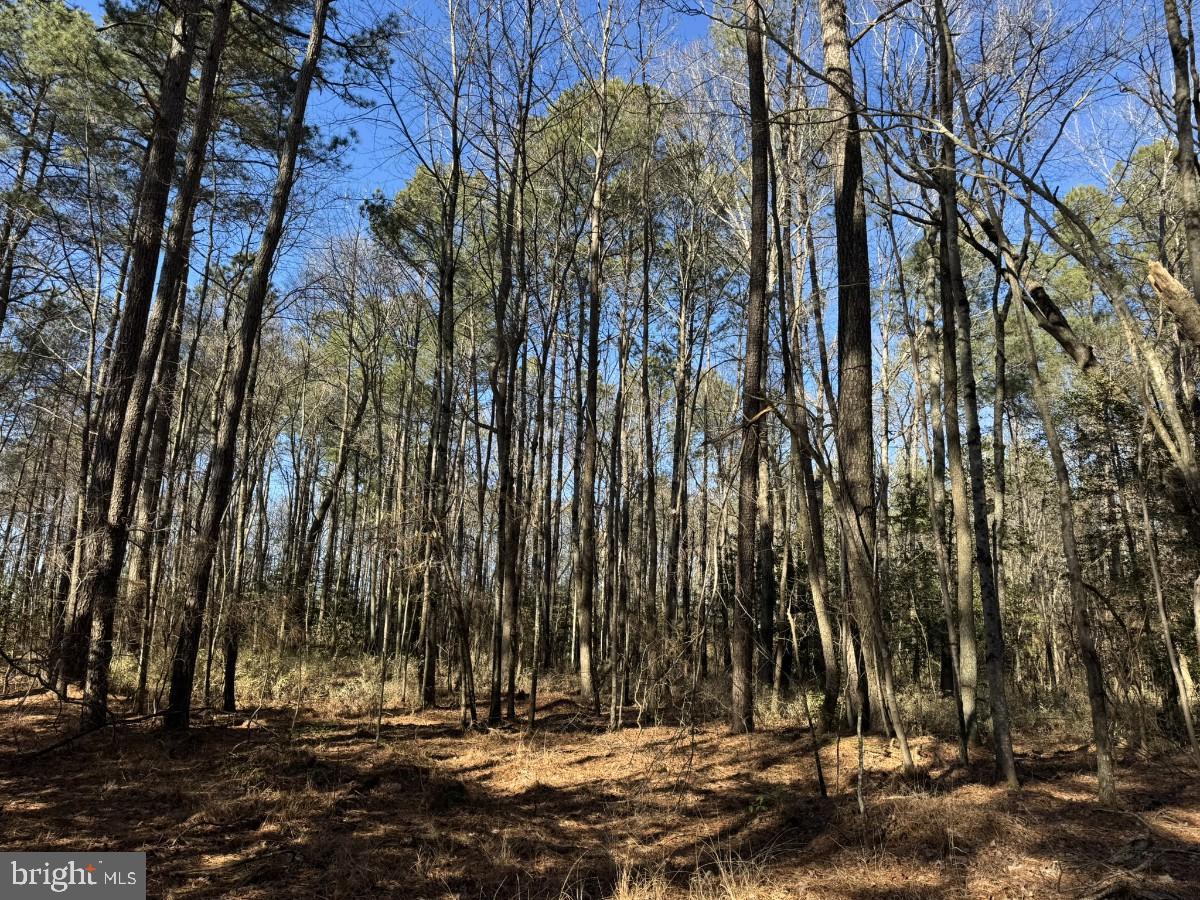 0 BURWELLS BAY RD, SMITHFIELD, Virginia 23430, ,Farm,For Sale,0 BURWELLS BAY RD,VAIW2000062 MLS # VAIW2000062