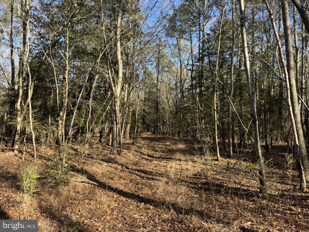 0 BURWELLS BAY RD, SMITHFIELD, Virginia 23430, ,Farm,For Sale,0 BURWELLS BAY RD,VAIW2000062 MLS # VAIW2000062