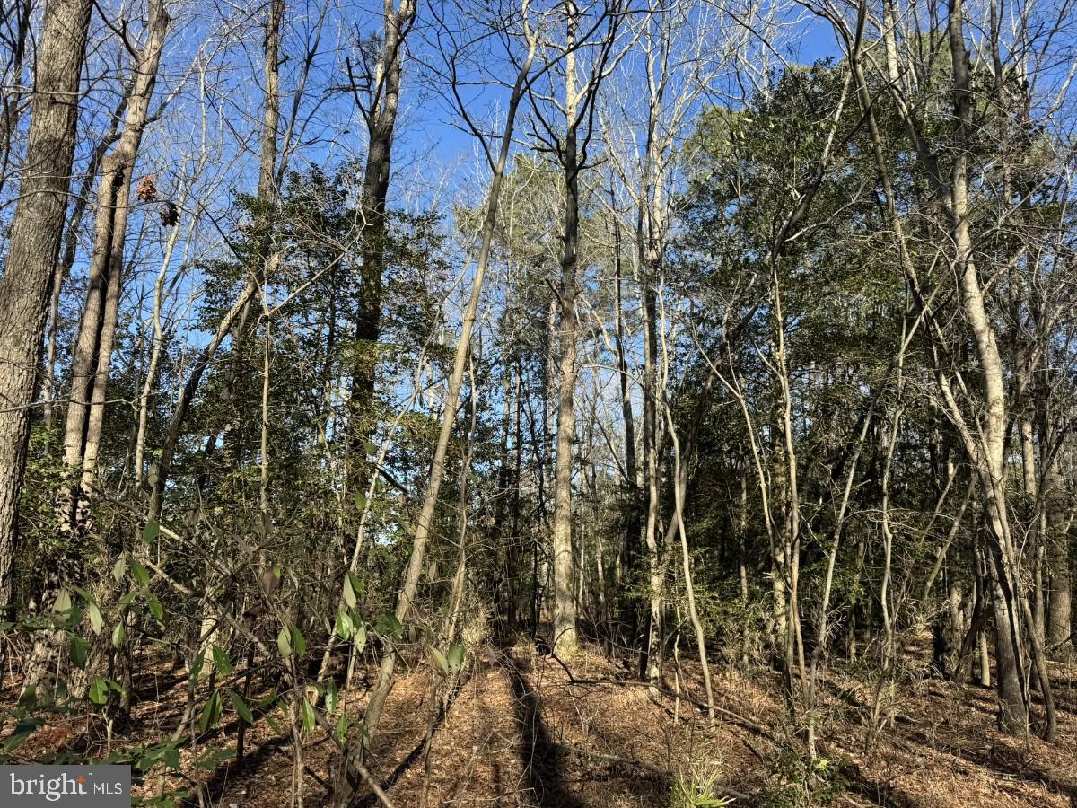 0 BURWELLS BAY RD, SMITHFIELD, Virginia 23430, ,Farm,For Sale,0 BURWELLS BAY RD,VAIW2000062 MLS # VAIW2000062