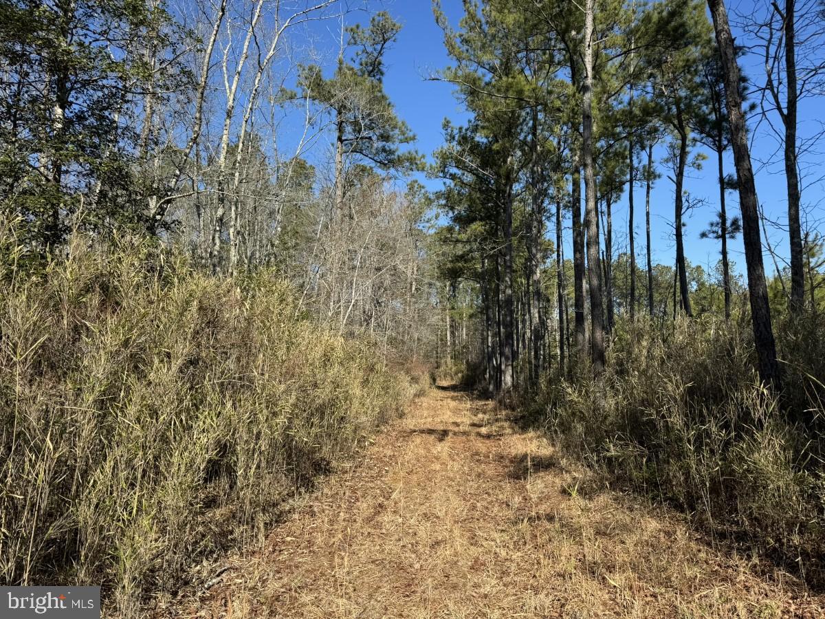 0 BURWELLS BAY RD, SMITHFIELD, Virginia 23430, ,Farm,For Sale,0 BURWELLS BAY RD,VAIW2000062 MLS # VAIW2000062