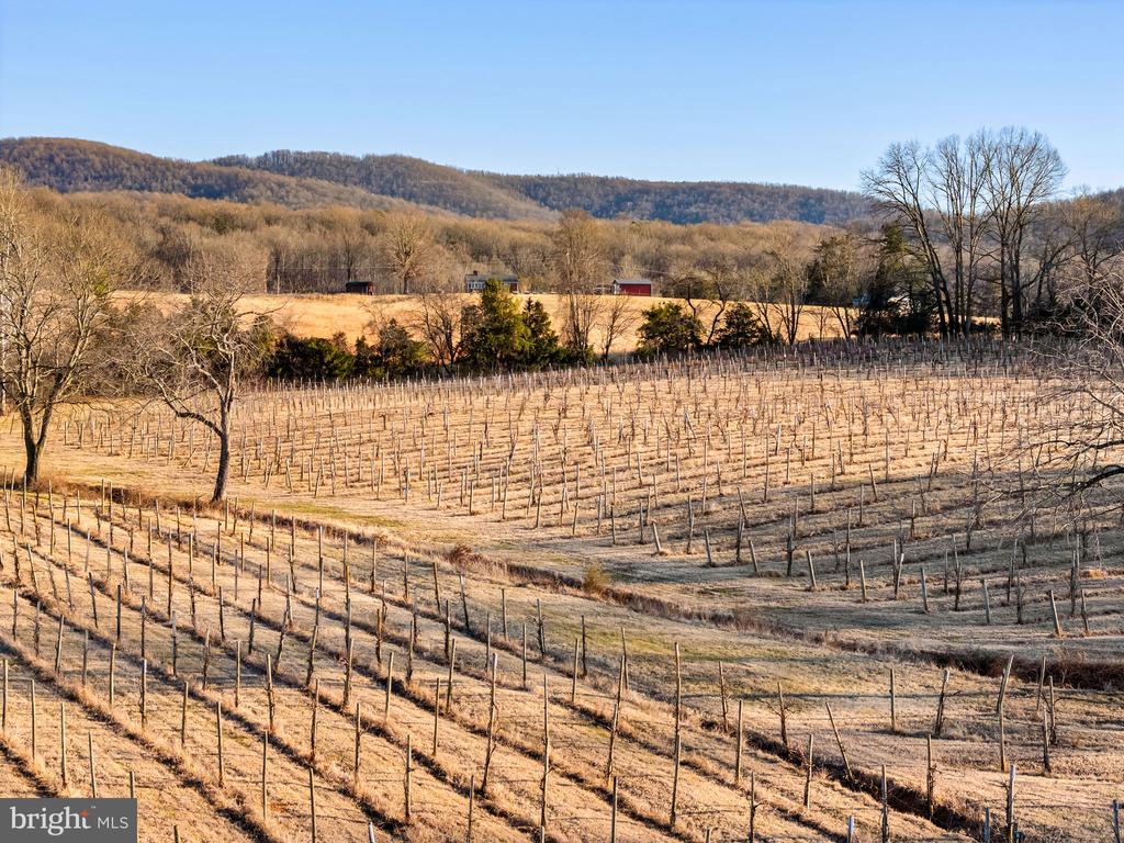 4500 WINERY LN, BARBOURSVILLE, Virginia 22923, 3 Bedrooms Bedrooms, ,3 BathroomsBathrooms,Residential,14,4500 WINERY LN,VAAB2001152 MLS # VAAB2001152