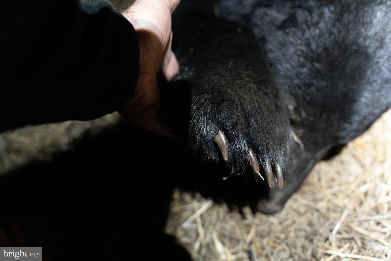 0 FOOTHILLS RD, CALLAWAY, Virginia 24067, ,Farm,For Sale,0 FOOTHILLS RD,VAFK2000102 MLS # VAFK2000102