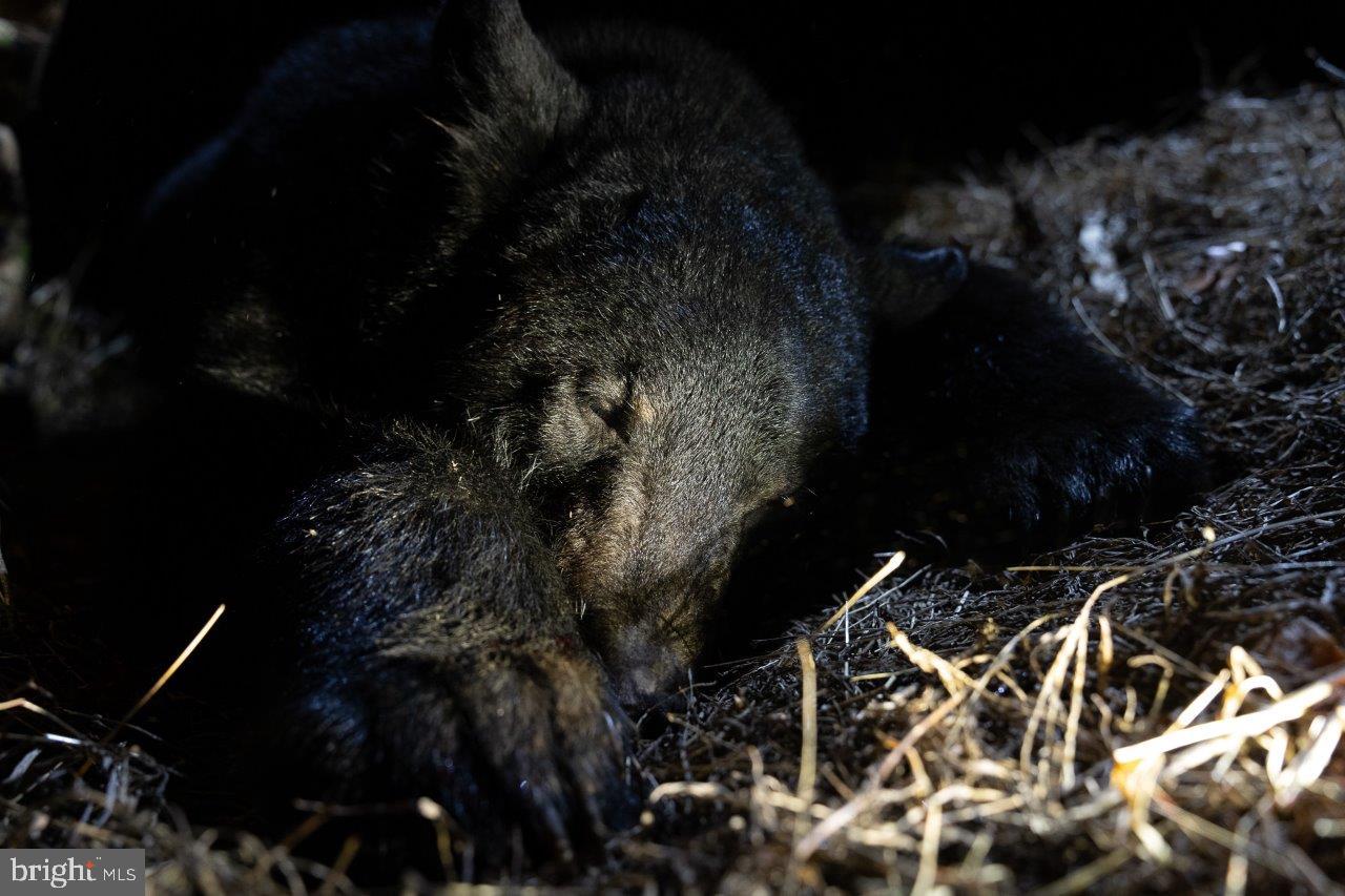 0 FOOTHILLS RD, CALLAWAY, Virginia 24067, ,Farm,For Sale,0 FOOTHILLS RD,VAFK2000102 MLS # VAFK2000102