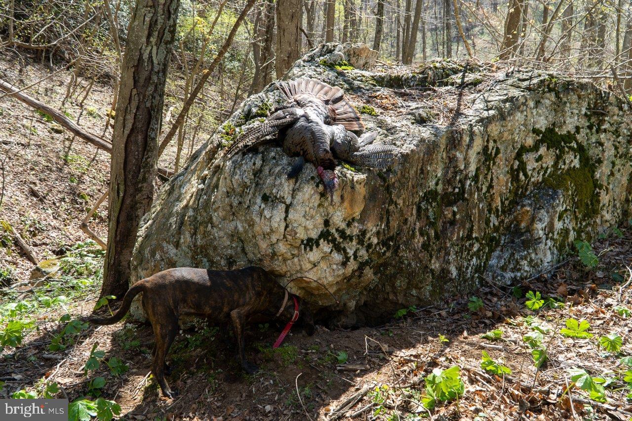 0 FOOTHILLS RD, CALLAWAY, Virginia 24067, ,Farm,For Sale,0 FOOTHILLS RD,VAFK2000102 MLS # VAFK2000102