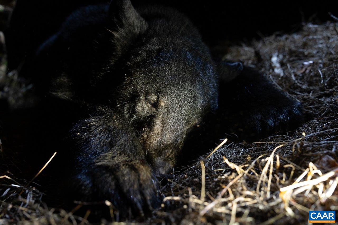 0 FOOTHILLS RD, CALLAWAY, Virginia 24067, ,Farm,For Sale,0 FOOTHILLS RD,673021 MLS # 673021