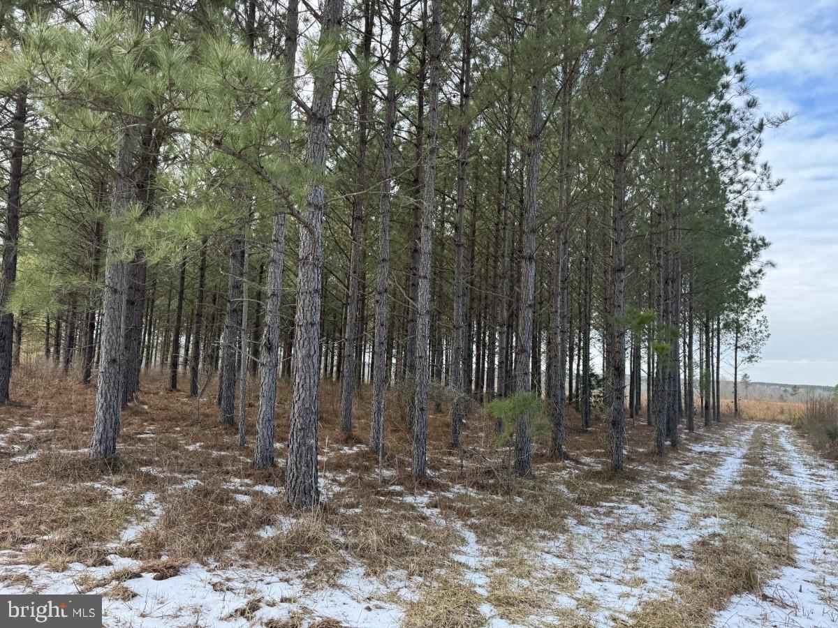 0 BENTON RD, TRIPLET, Virginia 23868, ,Farm,For Sale,0 BENTON RD,VABW2000100 MLS # VABW2000100