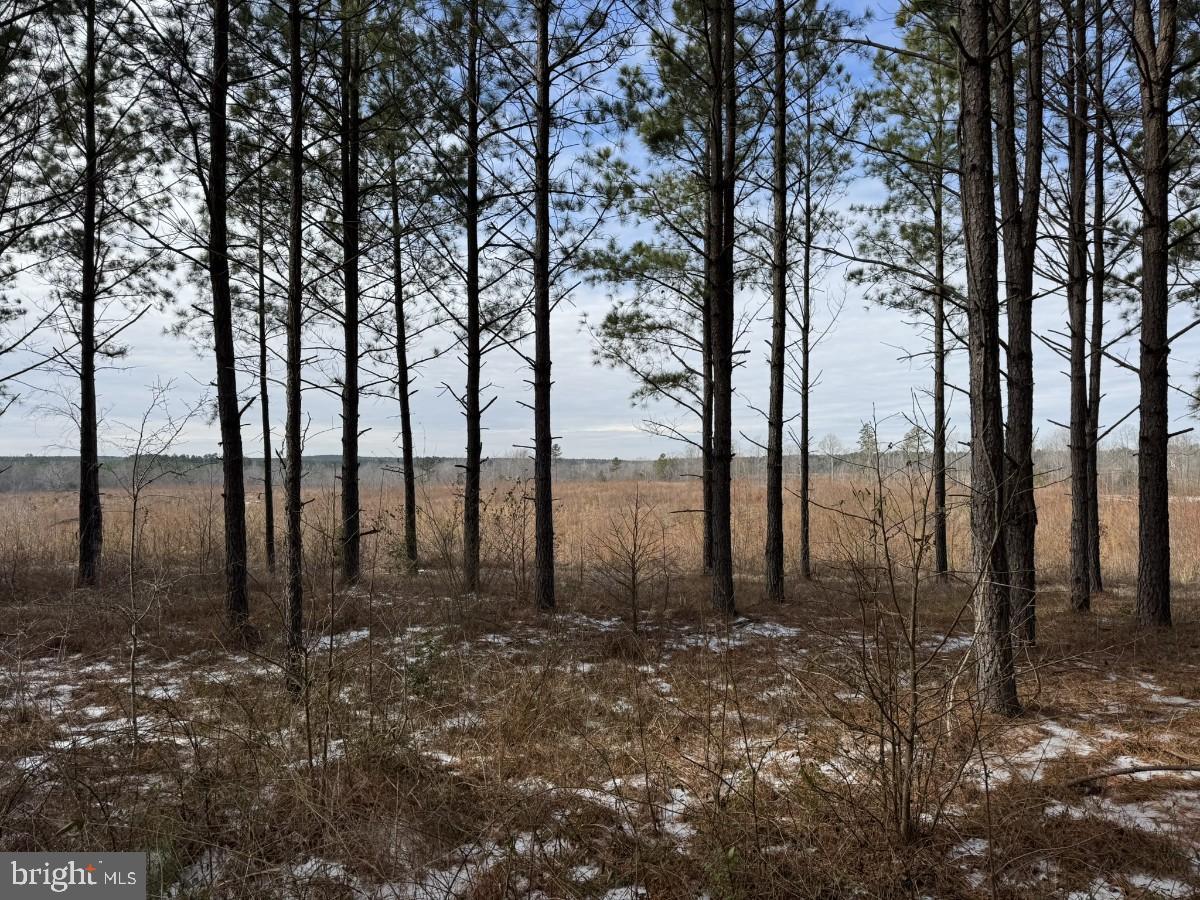 0 BENTON RD, TRIPLET, Virginia 23868, ,Farm,For Sale,0 BENTON RD,VABW2000100 MLS # VABW2000100