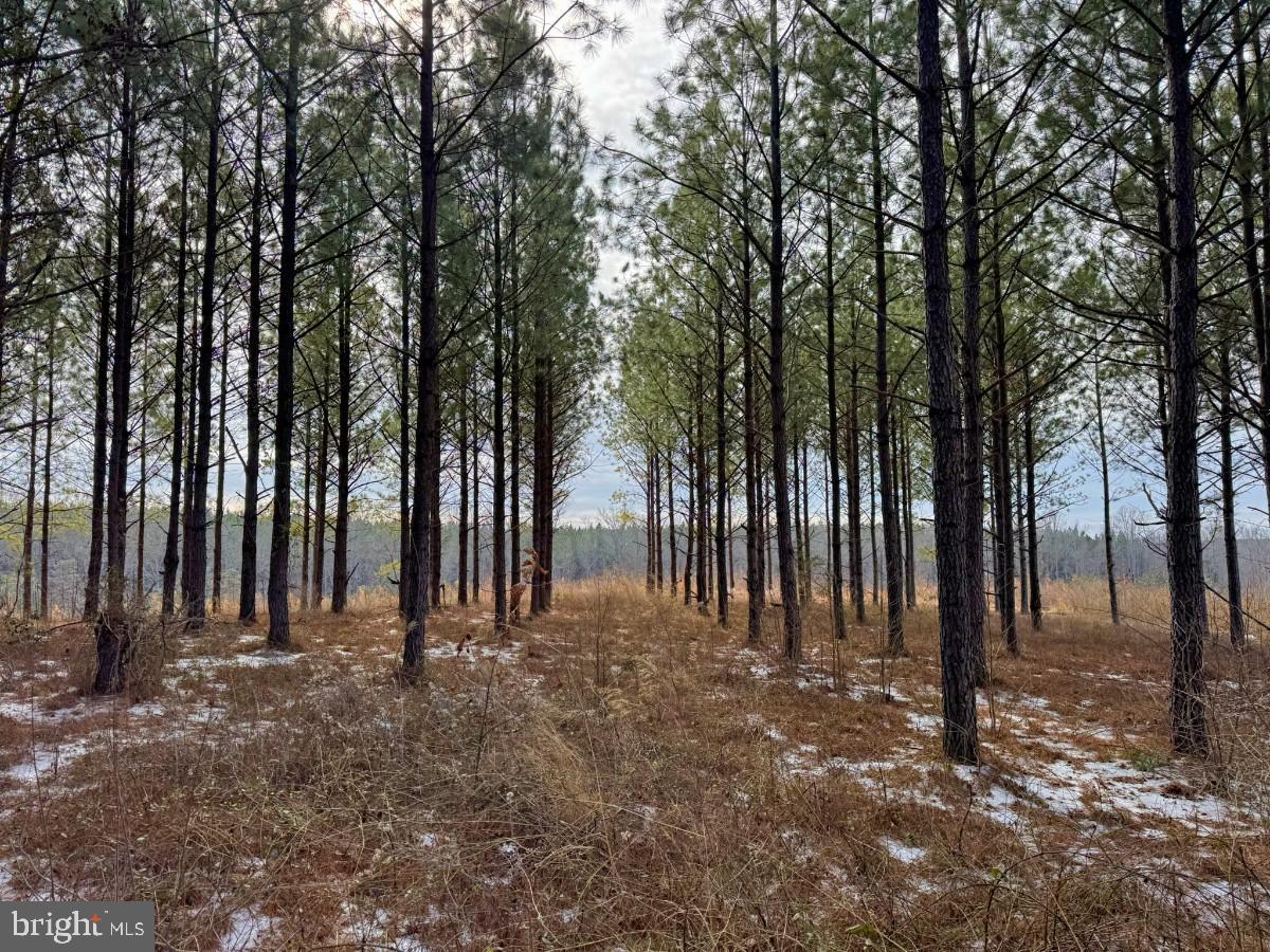 0 BENTON RD, TRIPLET, Virginia 23868, ,Farm,For Sale,0 BENTON RD,VABW2000100 MLS # VABW2000100