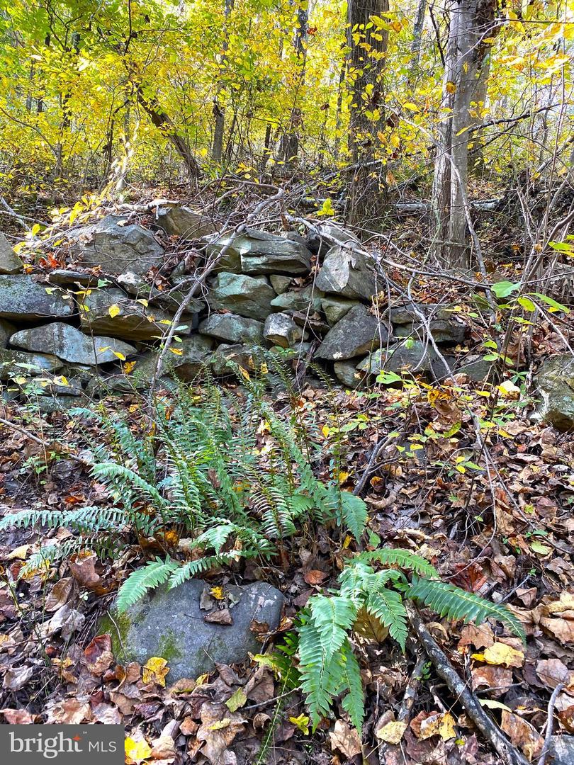 0 CASTLETON VIEW ROAD, CASTLETON, Virginia 22716, ,Land,For Sale,0 CASTLETON VIEW ROAD,VARP2002454 MLS # VARP2002454 0 CASTLETON VIEW ROAD, CASTLETON, Virginia 22716, ,Land,For Sale,0 CASTLETON VIEW ROAD,VARP2002454 MLS # VARP2002454