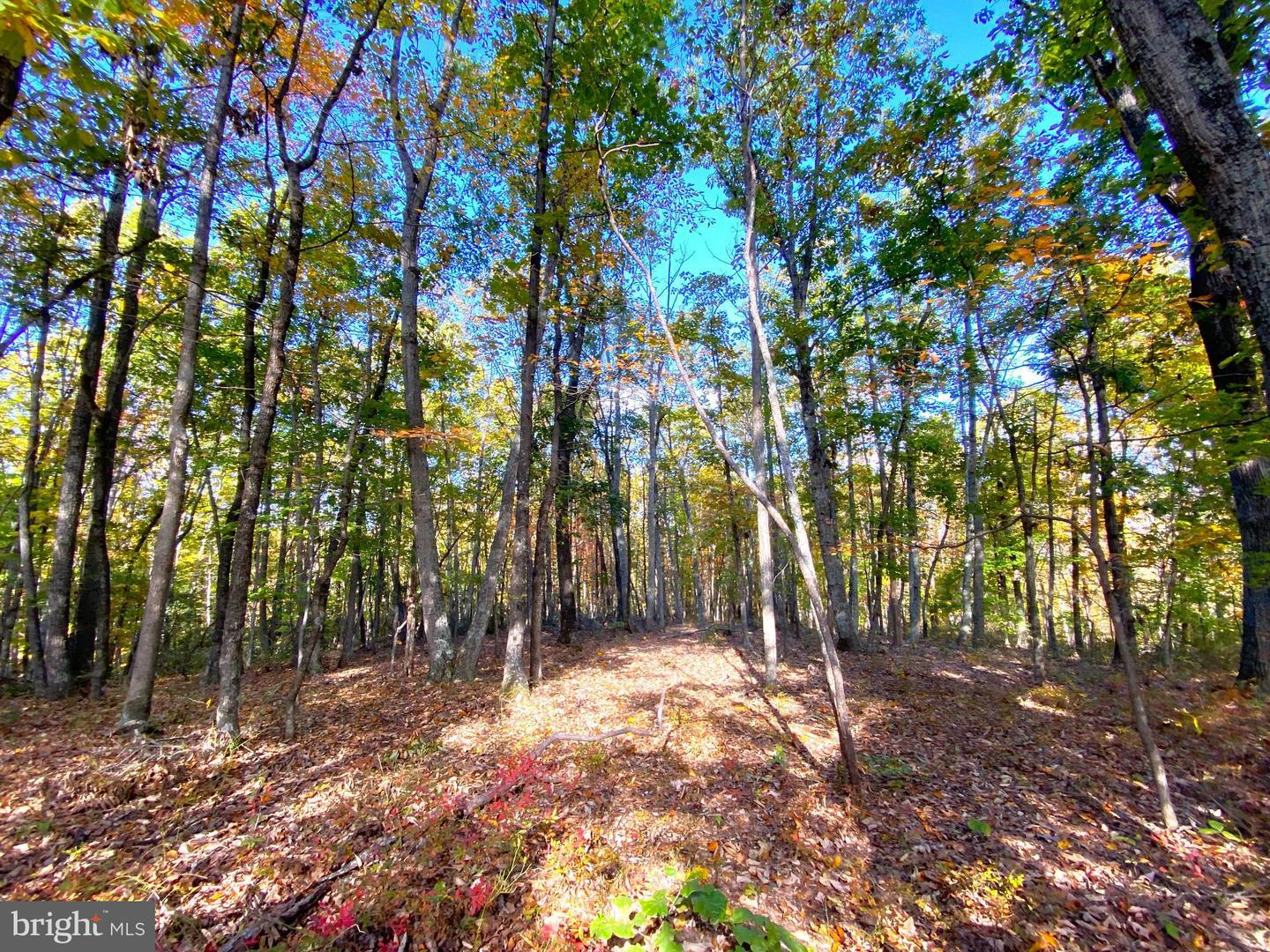 0 CASTLETON VIEW ROAD, CASTLETON, Virginia 22716, ,Land,For Sale,0 CASTLETON VIEW ROAD,VARP2002454 MLS # VARP2002454 0 CASTLETON VIEW ROAD, CASTLETON, Virginia 22716, ,Land,For Sale,0 CASTLETON VIEW ROAD,VARP2002454 MLS # VARP2002454