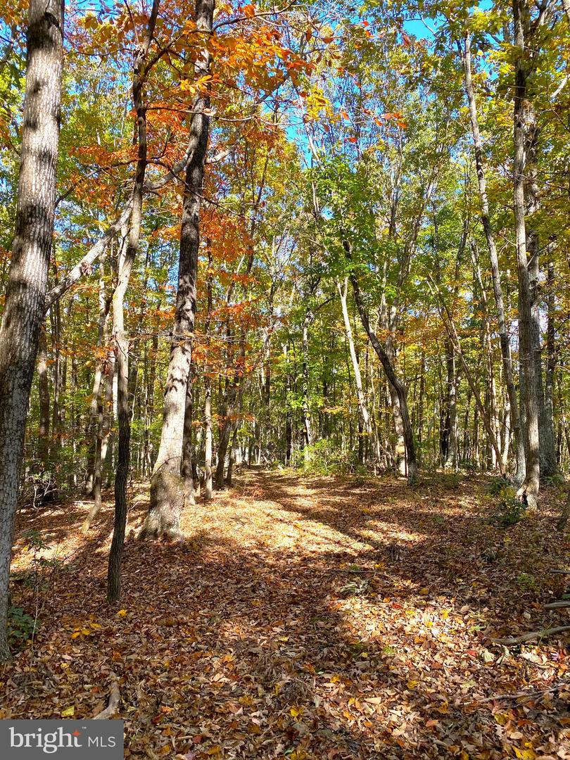 0 CASTLETON VIEW ROAD, CASTLETON, Virginia 22716, ,Land,For Sale,0 CASTLETON VIEW ROAD,VARP2002454 MLS # VARP2002454 0 CASTLETON VIEW ROAD, CASTLETON, Virginia 22716, ,Land,For Sale,0 CASTLETON VIEW ROAD,VARP2002454 MLS # VARP2002454