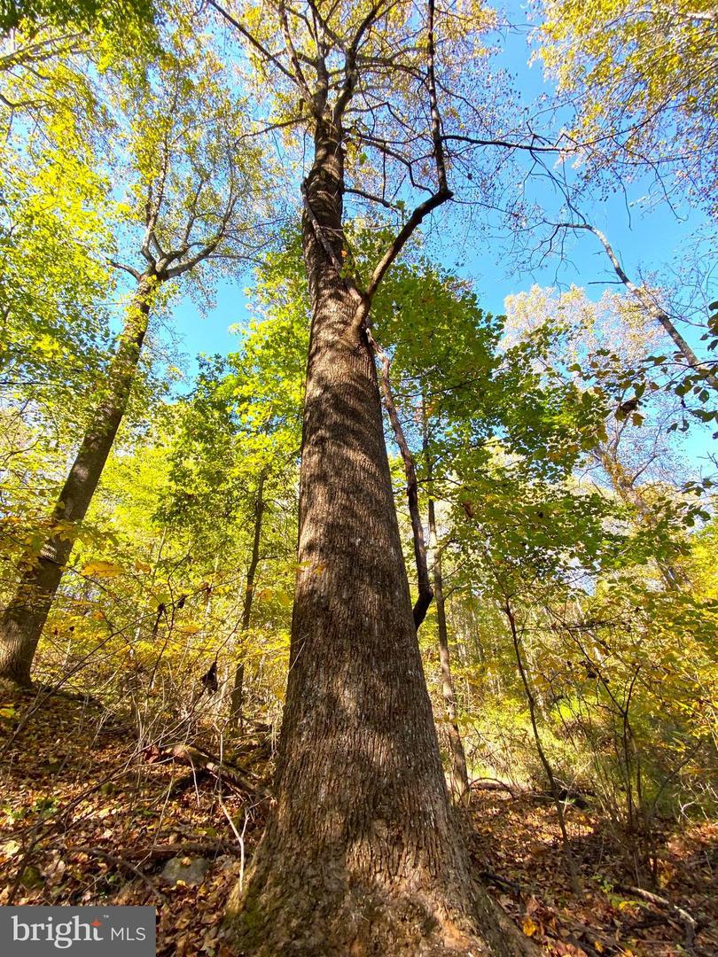 0 CASTLETON VIEW ROAD, CASTLETON, Virginia 22716, ,Land,For Sale,0 CASTLETON VIEW ROAD,VARP2002454 MLS # VARP2002454 0 CASTLETON VIEW ROAD, CASTLETON, Virginia 22716, ,Land,For Sale,0 CASTLETON VIEW ROAD,VARP2002454 MLS # VARP2002454