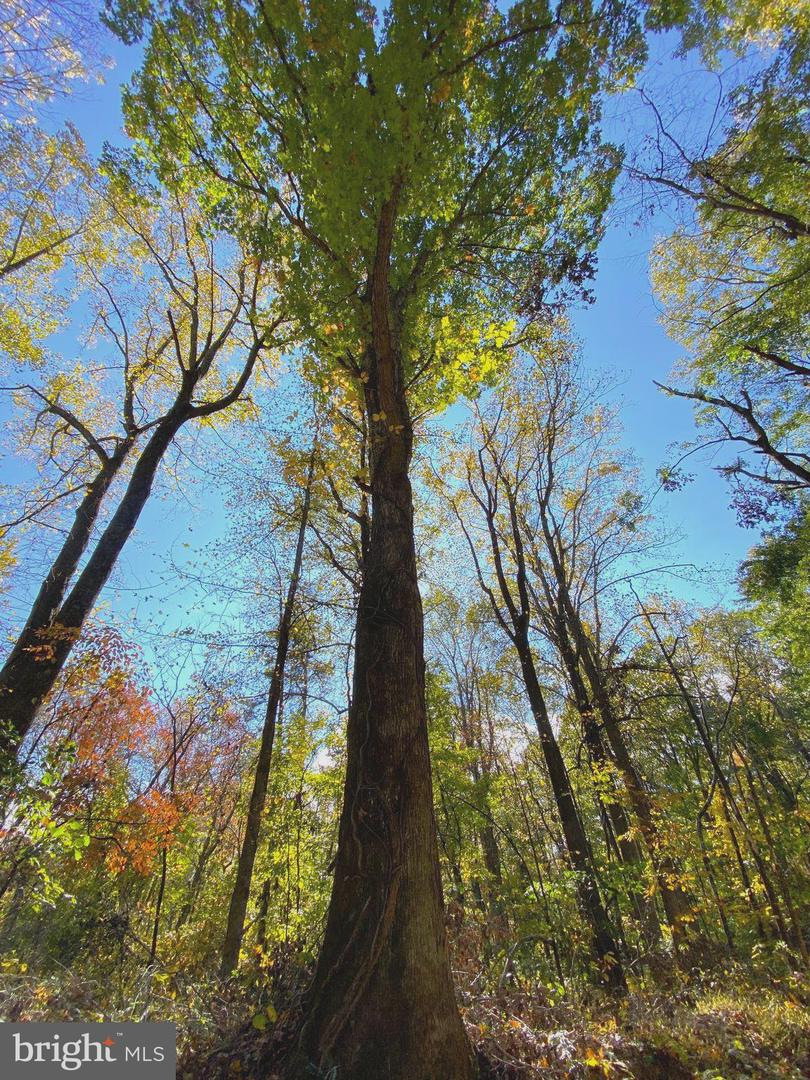 0 CASTLETON VIEW ROAD, CASTLETON, Virginia 22716, ,Land,For Sale,0 CASTLETON VIEW ROAD,VARP2002454 MLS # VARP2002454 0 CASTLETON VIEW ROAD, CASTLETON, Virginia 22716, ,Land,For Sale,0 CASTLETON VIEW ROAD,VARP2002454 MLS # VARP2002454