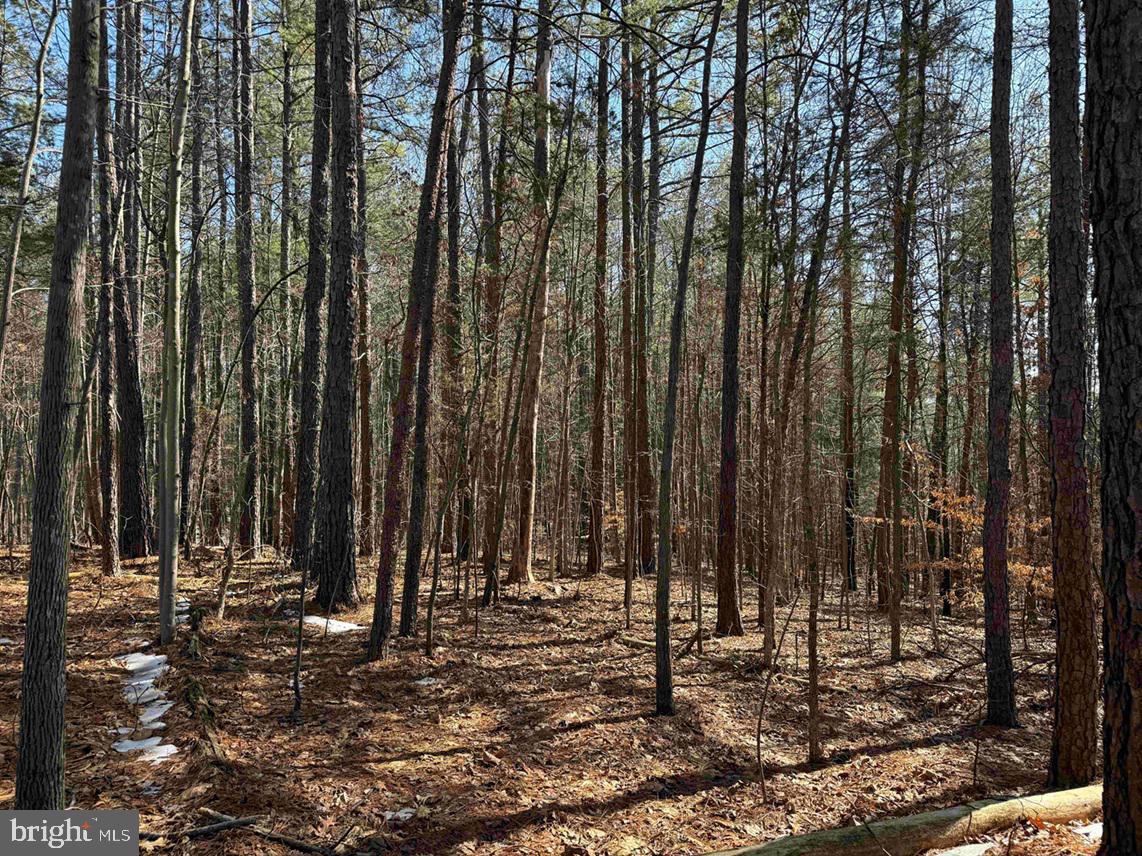 STATE HWY. 15 (TRACT: TONGUEQUARTER), DILLWYN, Virginia 23936, ,Farm,For Sale,STATE HWY. 15 (TRACT: TONGUEQUARTER),VABH2000272 MLS # VABH2000272 STATE HWY. 15 (TRACT: TONGUEQUARTER), DILLWYN, Virginia 23936, ,Farm,For Sale,STATE HWY. 15 (TRACT: TONGUEQUARTER),VABH2000272 MLS # VABH2000272