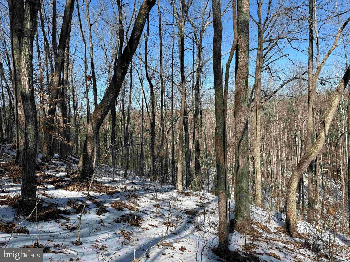 STATE HWY. 15 (TRACT: TONGUEQUARTER), DILLWYN, Virginia 23936, ,Farm,For Sale,STATE HWY. 15 (TRACT: TONGUEQUARTER),VABH2000272 MLS # VABH2000272 STATE HWY. 15 (TRACT: TONGUEQUARTER), DILLWYN, Virginia 23936, ,Farm,For Sale,STATE HWY. 15 (TRACT: TONGUEQUARTER),VABH2000272 MLS # VABH2000272