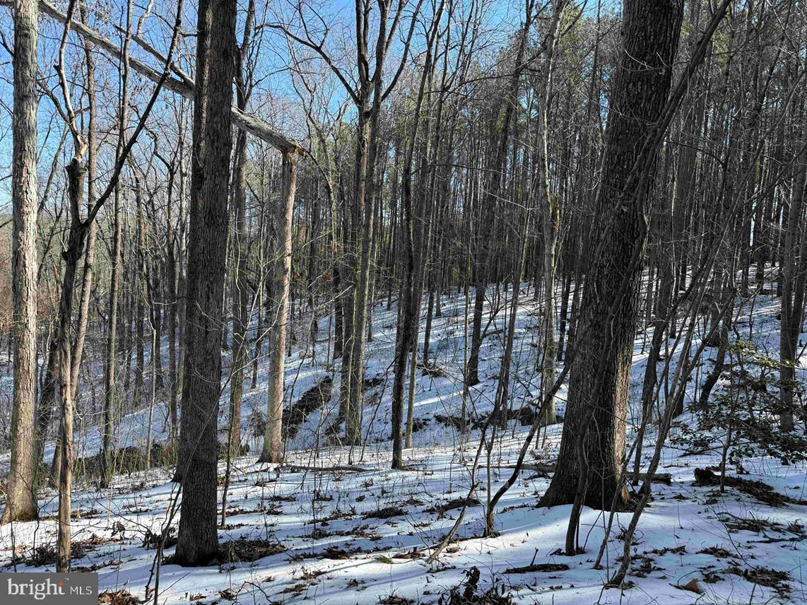 STATE HWY. 15 (TRACT: TONGUEQUARTER), DILLWYN, Virginia 23936, ,Farm,For Sale,STATE HWY. 15 (TRACT: TONGUEQUARTER),VABH2000272 MLS # VABH2000272 STATE HWY. 15 (TRACT: TONGUEQUARTER), DILLWYN, Virginia 23936, ,Farm,For Sale,STATE HWY. 15 (TRACT: TONGUEQUARTER),VABH2000272 MLS # VABH2000272