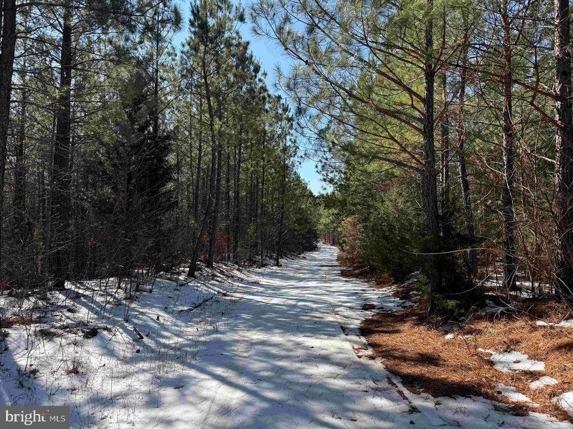 STATE HWY. 15 (TRACT: TONGUEQUARTER), DILLWYN, Virginia 23936, ,Farm,For Sale,STATE HWY. 15 (TRACT: TONGUEQUARTER),VABH2000272 MLS # VABH2000272 STATE HWY. 15 (TRACT: TONGUEQUARTER), DILLWYN, Virginia 23936, ,Farm,For Sale,STATE HWY. 15 (TRACT: TONGUEQUARTER),VABH2000272 MLS # VABH2000272