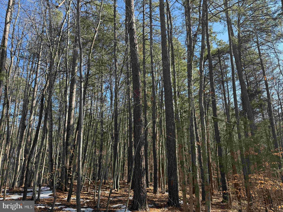 STATE HWY. 15 (TRACT: TONGUEQUARTER), DILLWYN, Virginia 23936, ,Farm,For Sale,STATE HWY. 15 (TRACT: TONGUEQUARTER),VABH2000272 MLS # VABH2000272 STATE HWY. 15 (TRACT: TONGUEQUARTER), DILLWYN, Virginia 23936, ,Farm,For Sale,STATE HWY. 15 (TRACT: TONGUEQUARTER),VABH2000272 MLS # VABH2000272