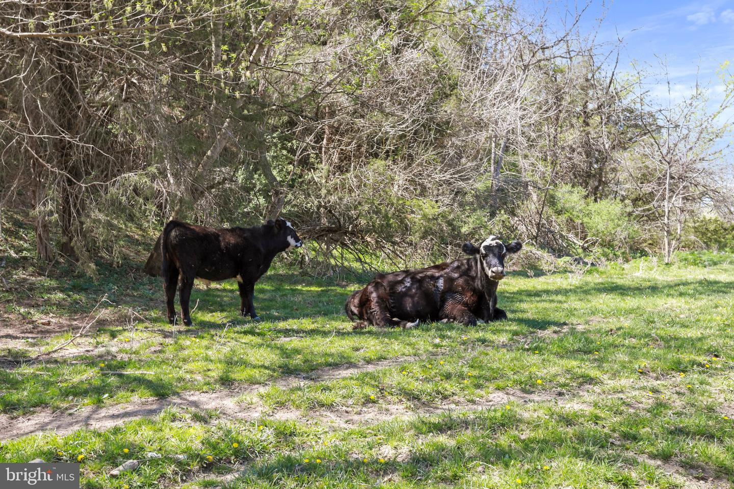 WINCHESTER RD, FRONT ROYAL, Virginia 22630, ,Farm,For Sale,WINCHESTER RD,VAWR2010162 MLS # VAWR2010162