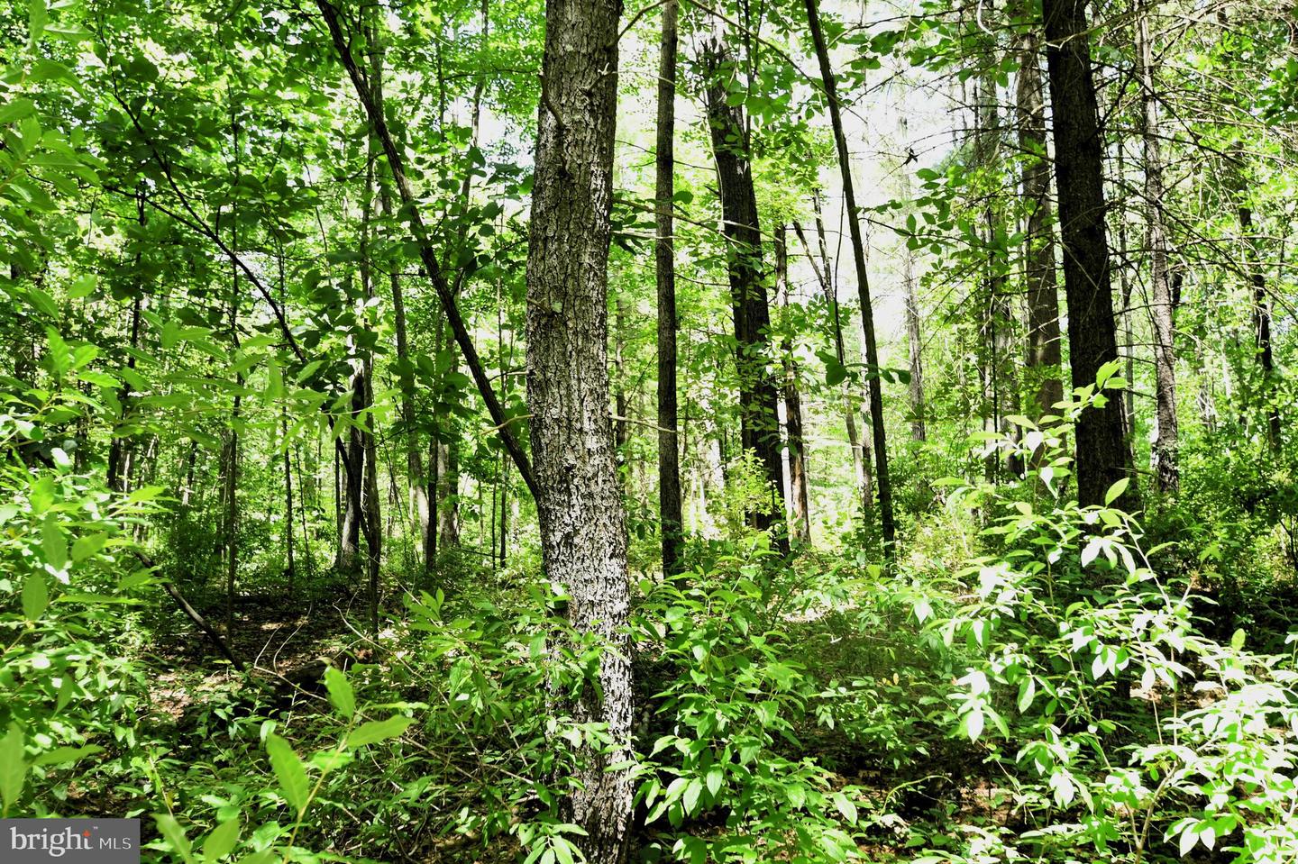 SLATE MILLS ROAD, SPERRYVILLE, Virginia 22740, ,Farm,For Sale,SLATE MILLS ROAD,VARP2001592 MLS # VARP2001592