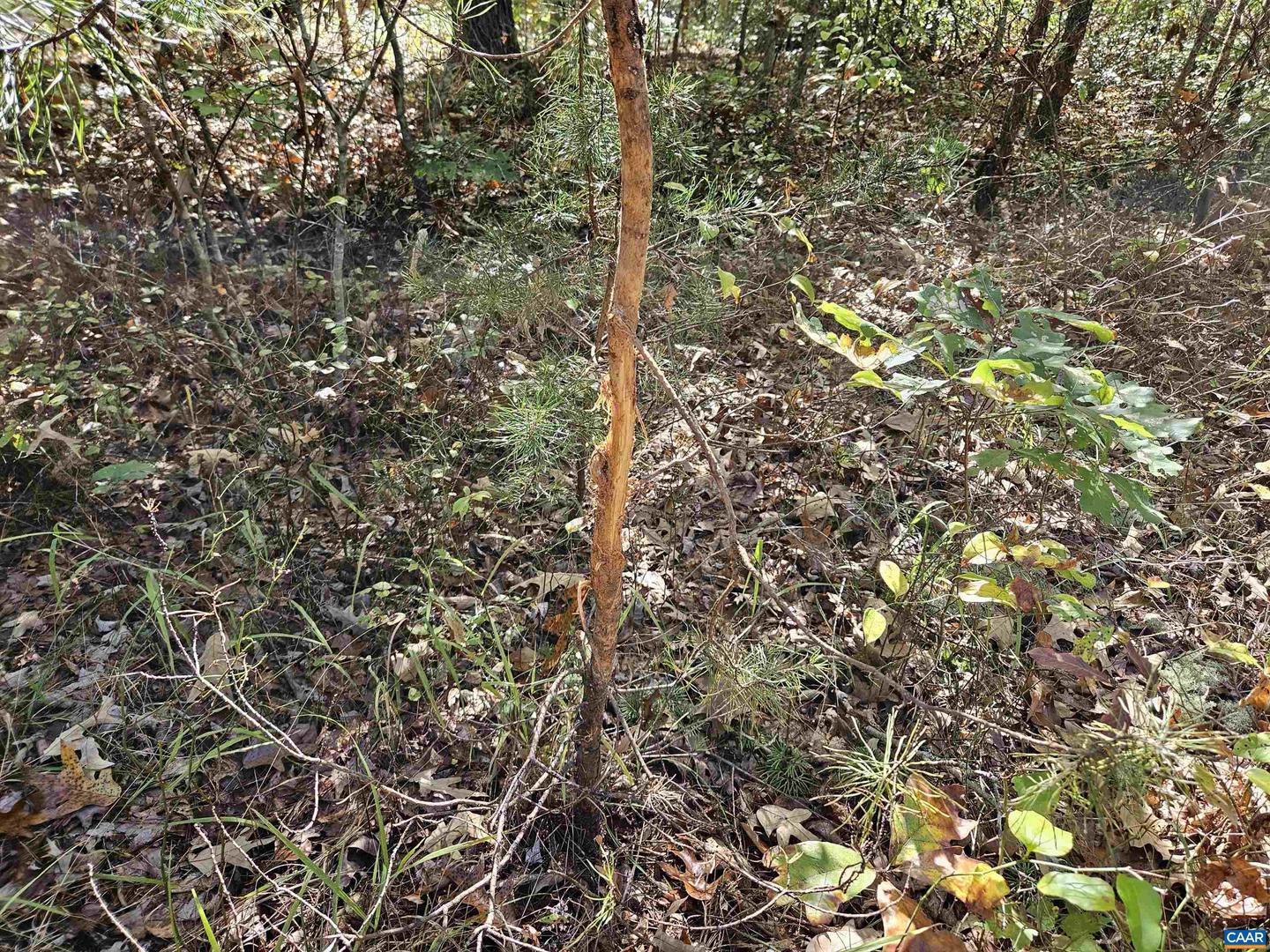 10239 HOWARDSVILLE RD, HOWARDSVILLE, Virginia 24562, 2 Bedrooms Bedrooms, ,1 BathroomBathrooms,Residential,For Sale,10239 HOWARDSVILLE RD,673720 MLS # 673720 10239 HOWARDSVILLE RD, HOWARDSVILLE, Virginia 24562, 2 Bedrooms Bedrooms, ,1 BathroomBathrooms,Residential,For Sale,10239 HOWARDSVILLE RD,673720 MLS # 673720