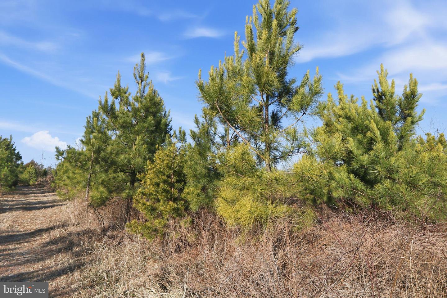 15284 POPLAR RD, ORANGE, Virginia 22960, 4 Bedrooms Bedrooms, ,1 BathroomBathrooms,Farm,For Sale,15284 POPLAR RD,VAOR2013184 MLS # VAOR2013184 15284 POPLAR RD, ORANGE, Virginia 22960, 4 Bedrooms Bedrooms, ,1 BathroomBathrooms,Farm,For Sale,15284 POPLAR RD,VAOR2013184 MLS # VAOR2013184